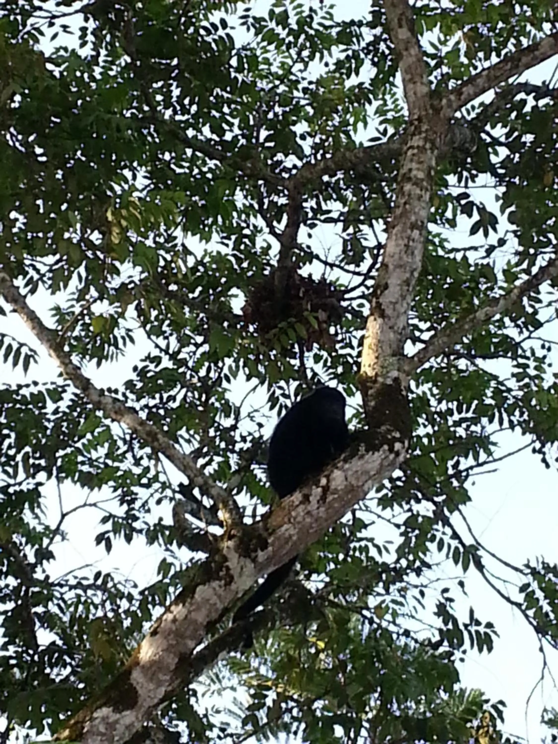 Animals in Auto Hotel Paraíso Inn
