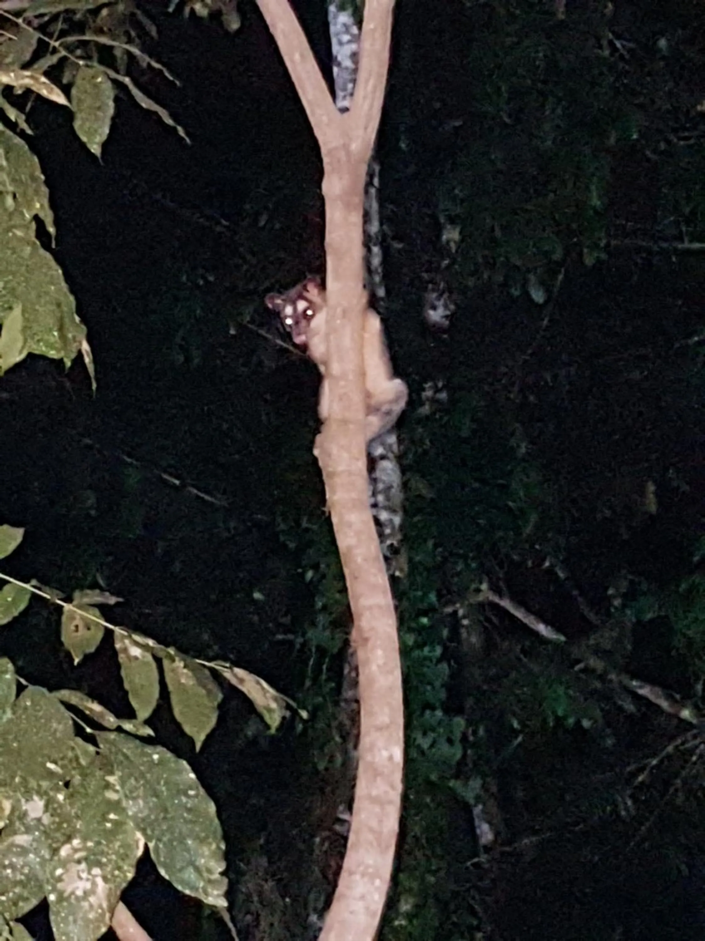Garden in Auto Hotel Paraíso Inn