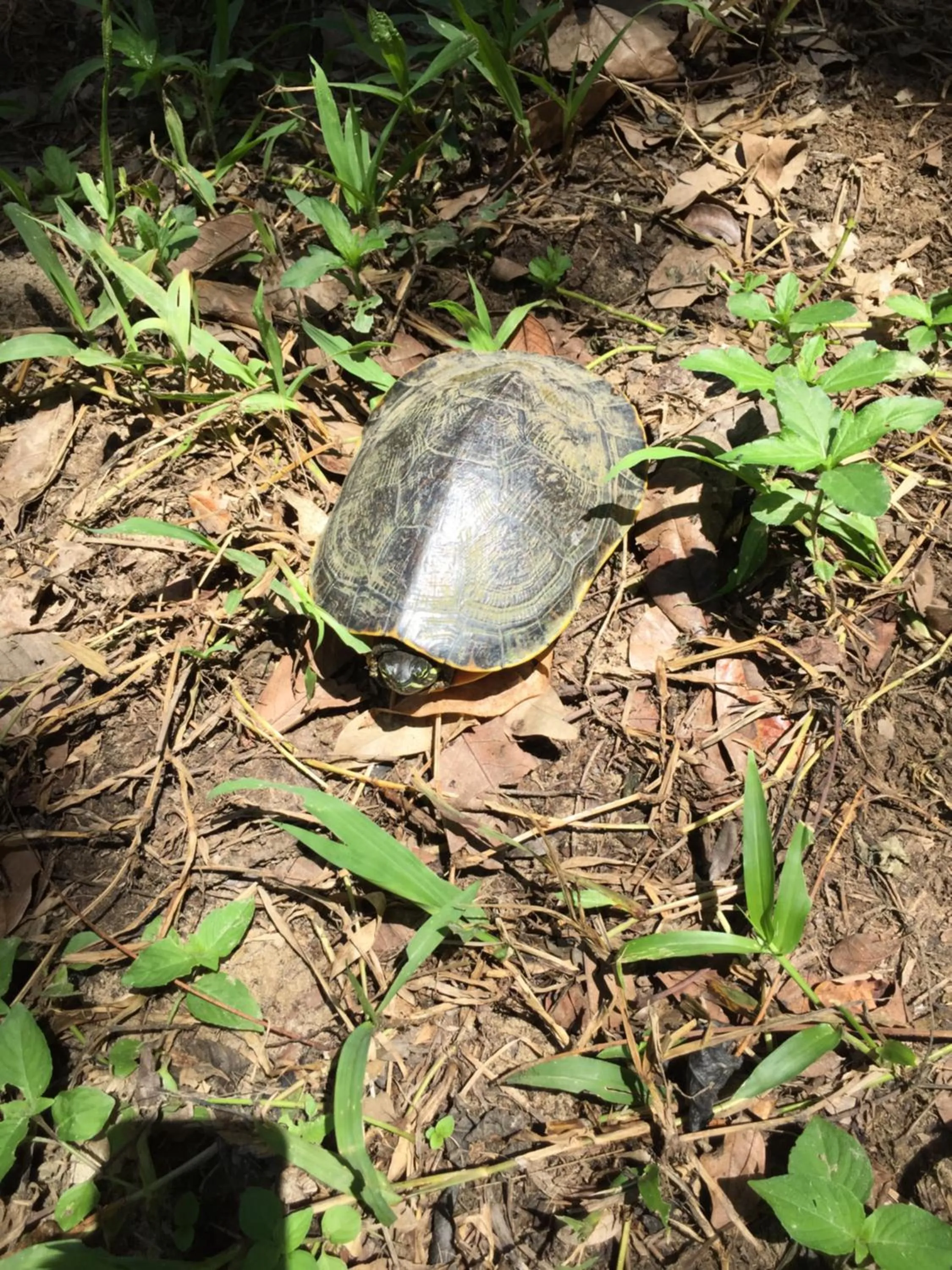 Garden in Auto Hotel Paraíso Inn
