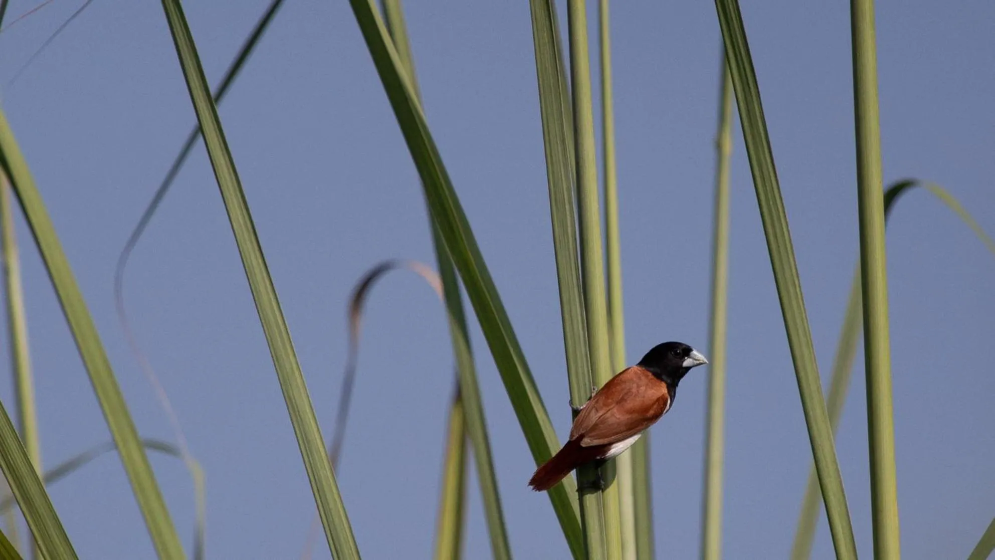 Activities in Sanctuary Chitwan National Park