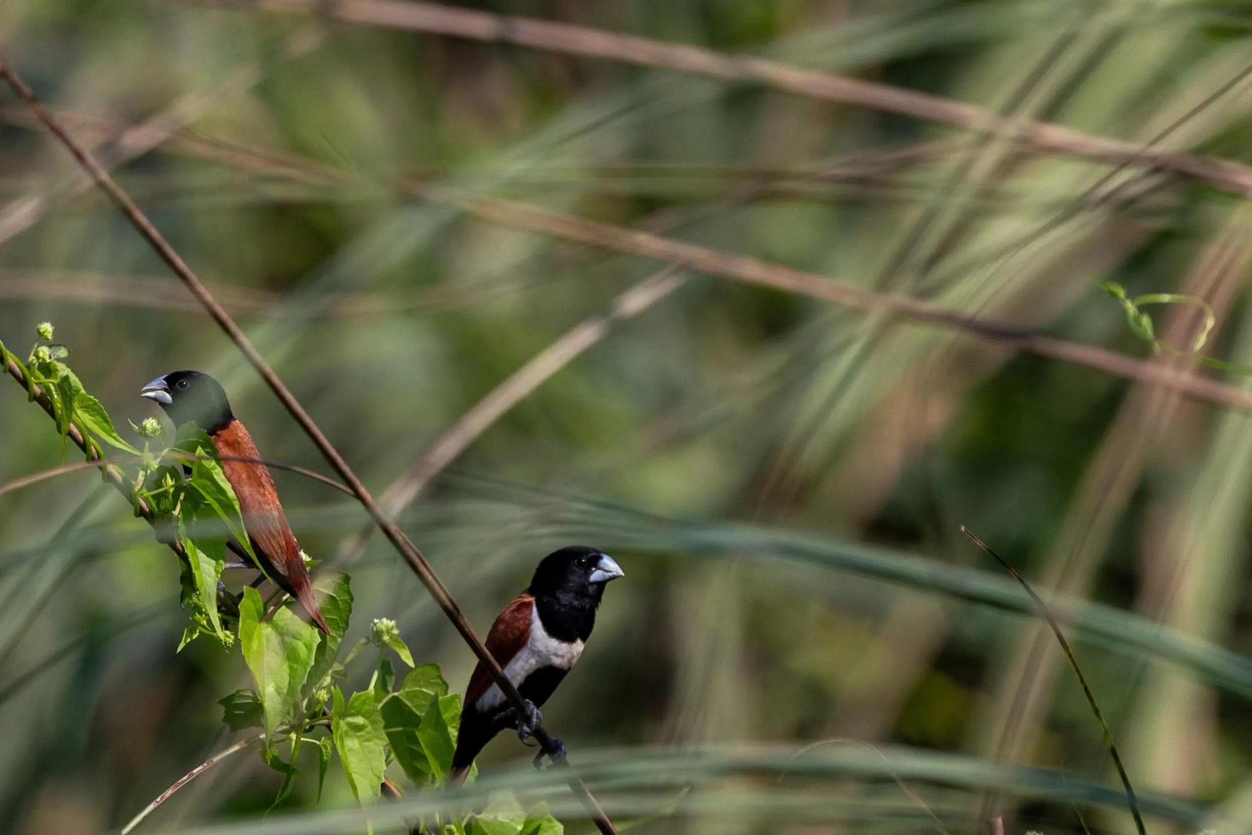 Activities in Sanctuary Chitwan National Park
