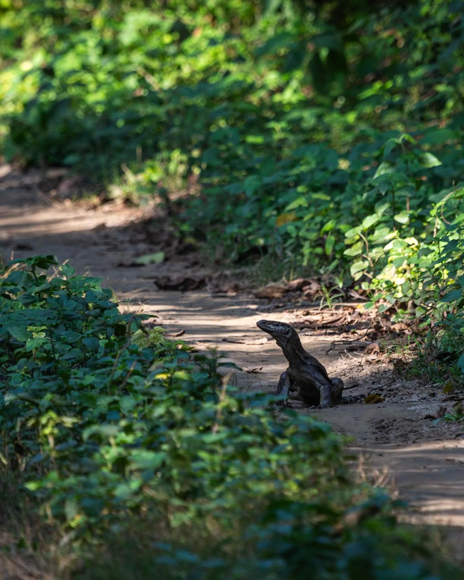 Activities in Sanctuary Chitwan National Park
