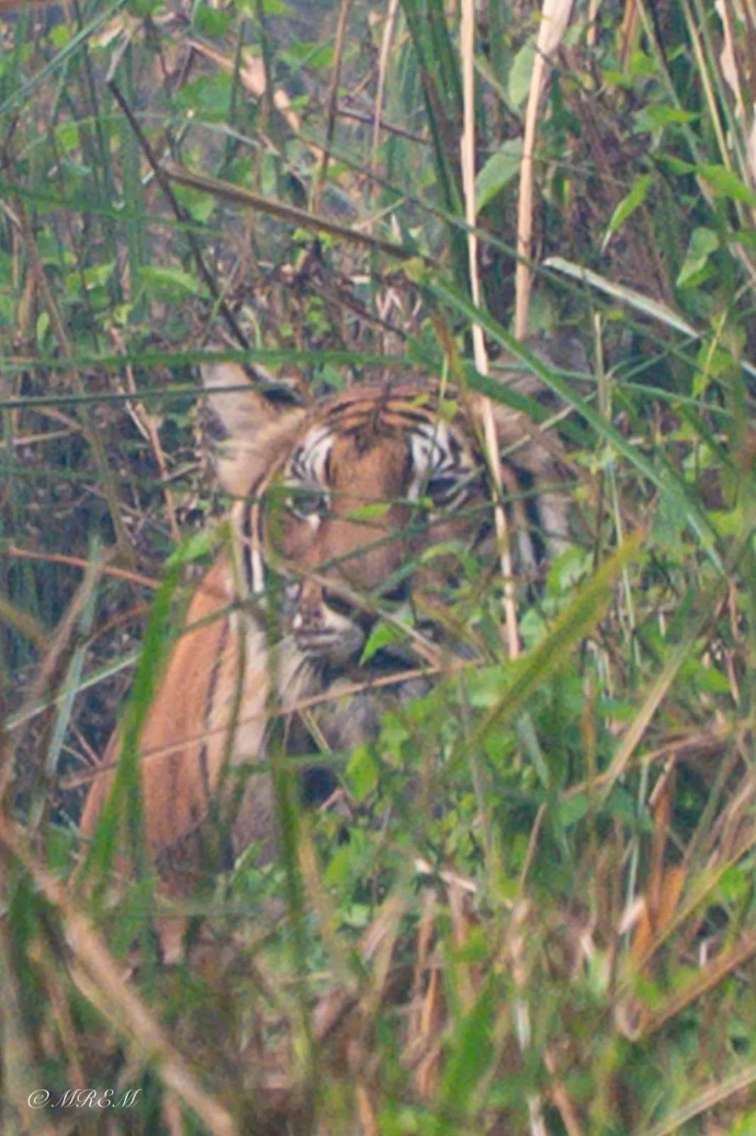 Activities in Sanctuary Chitwan National Park