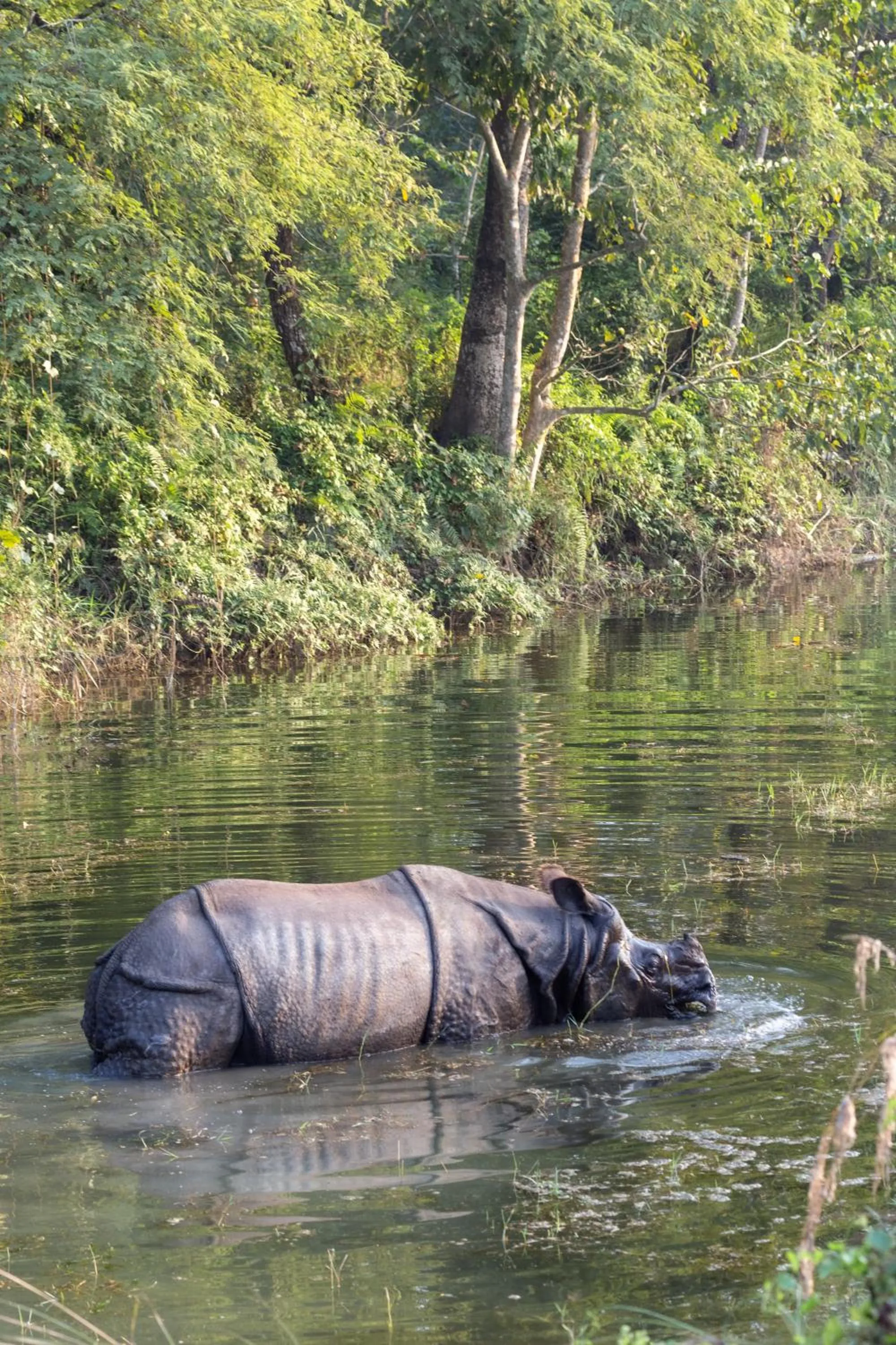 Day in Sanctuary Chitwan National Park