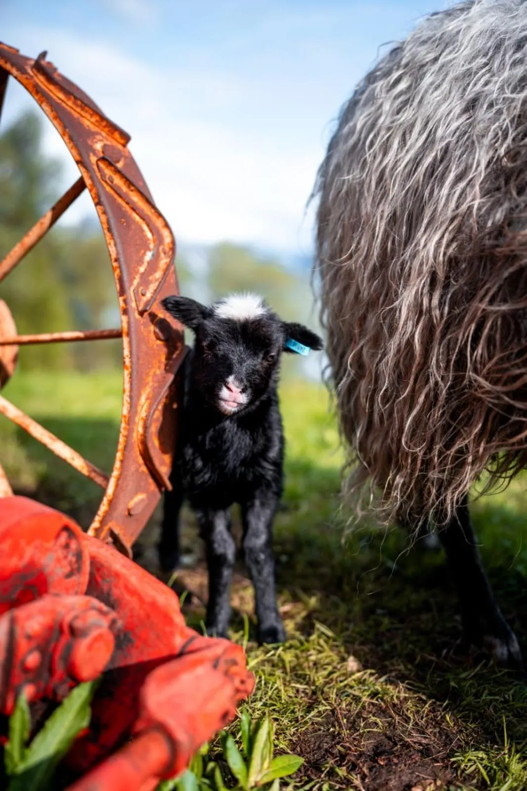 Pets in Yggdrasil Farmhotel Retreat, Spa & Yoga