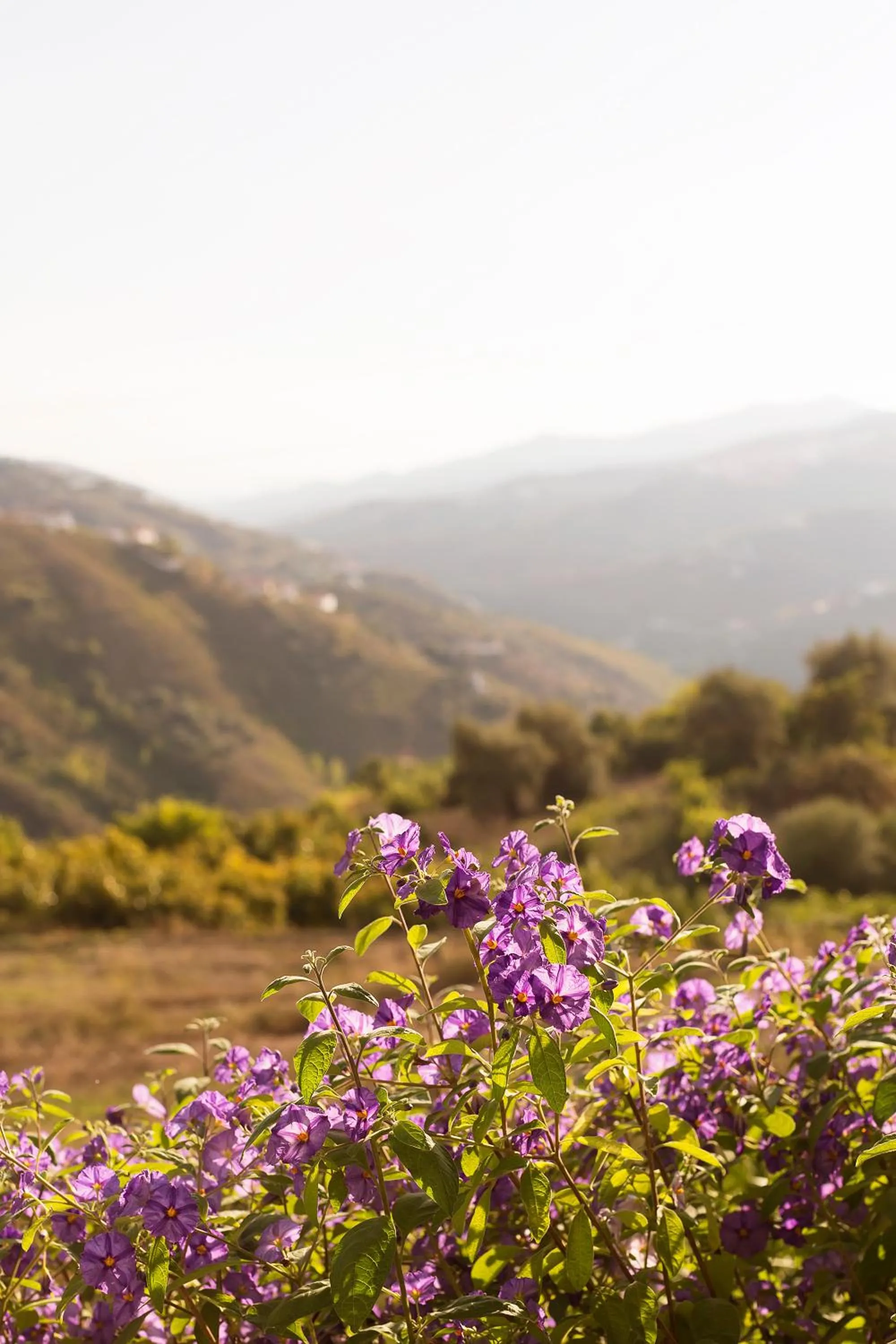 Mountain view in Hotel y Bungalows Balcón de Competa