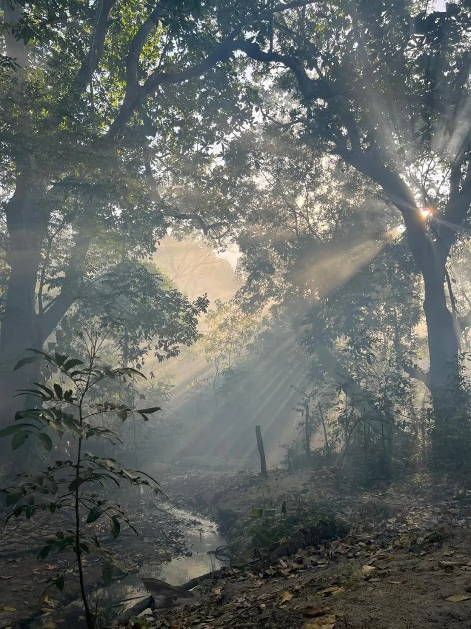 Garden in Tawaca Ecohotel
