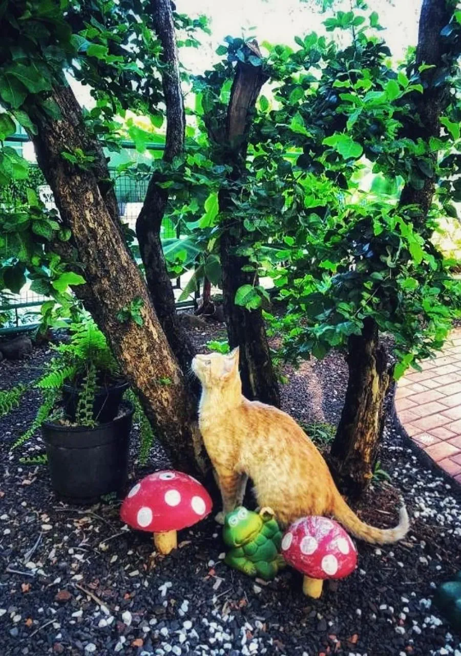 Spring in POUSADA EVELINA