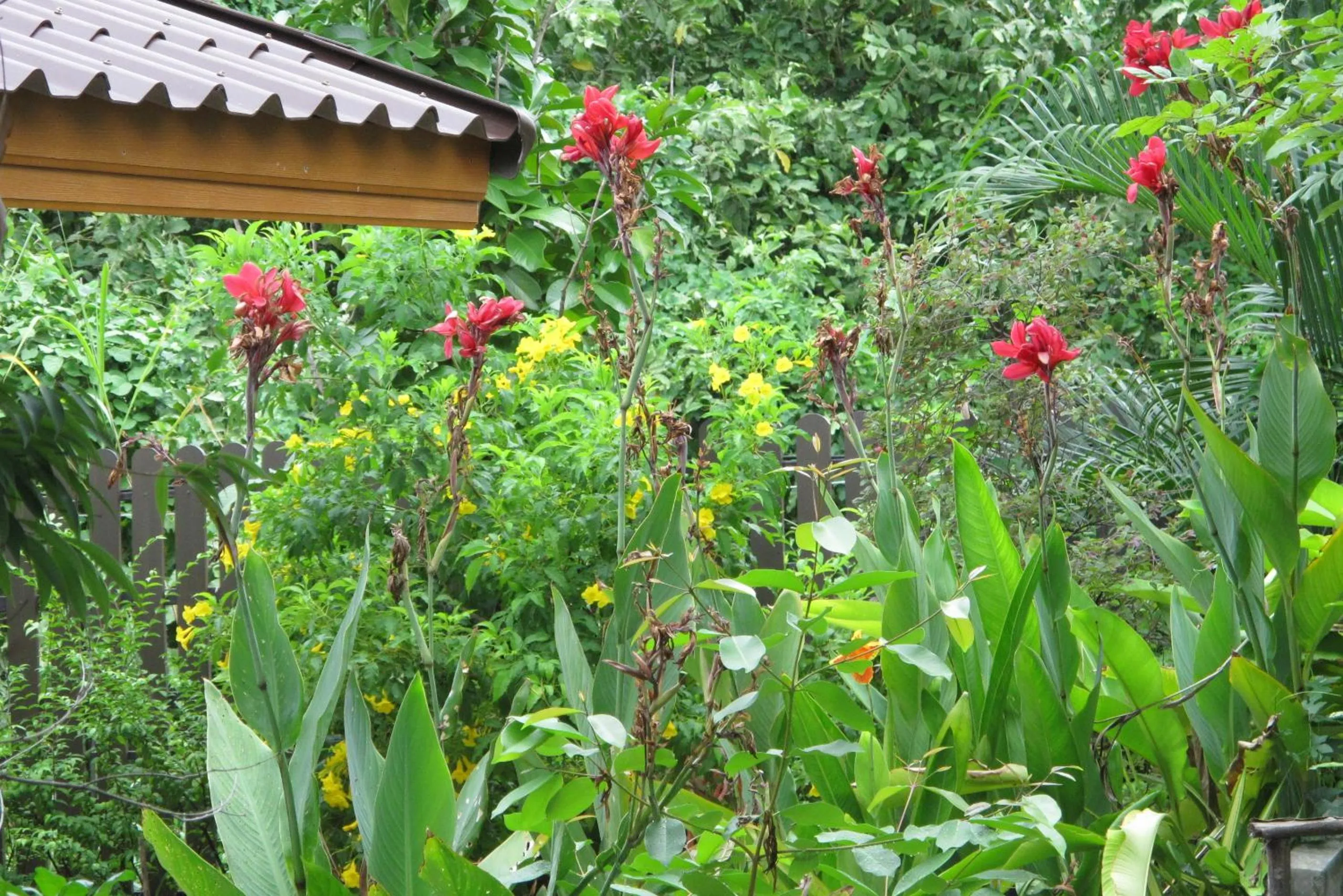 Garden view in Q Zone Boutique House