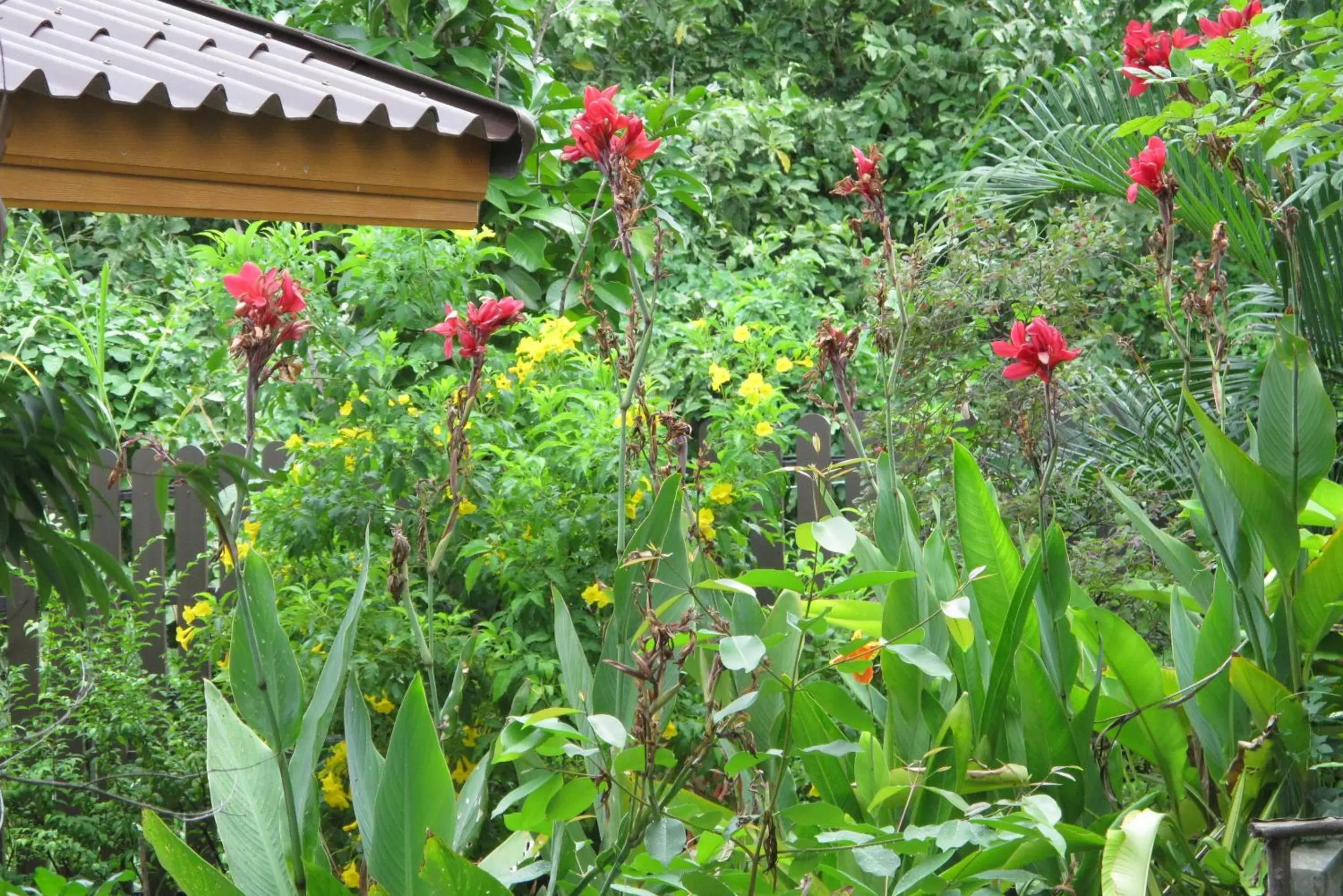 Garden view in Q Zone Boutique House Garden view in Q Zone Boutique House
