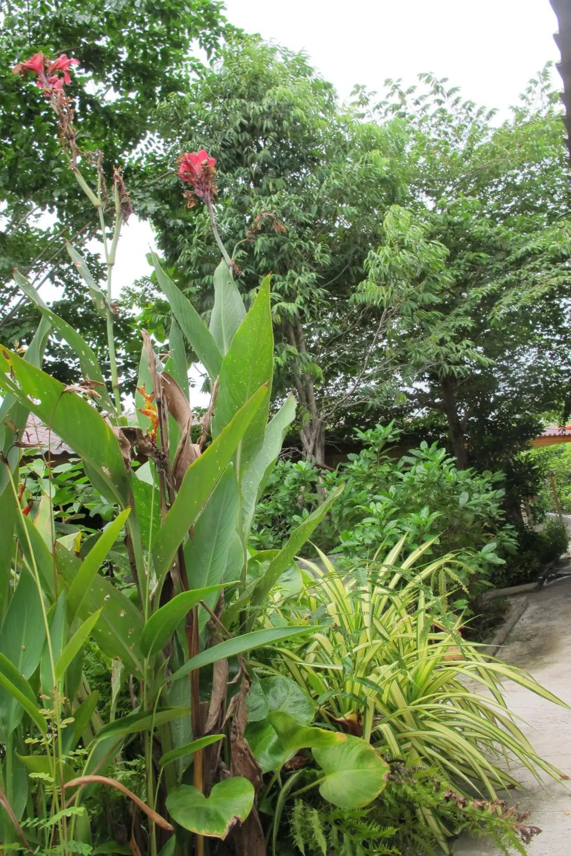 Garden view in Q Zone Boutique House Garden view in Q Zone Boutique House