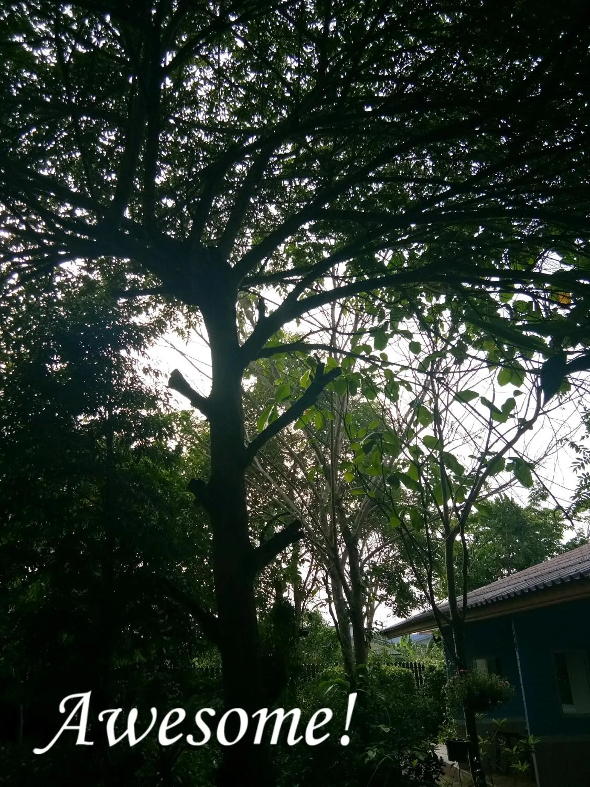 Garden view in Q Zone Boutique House