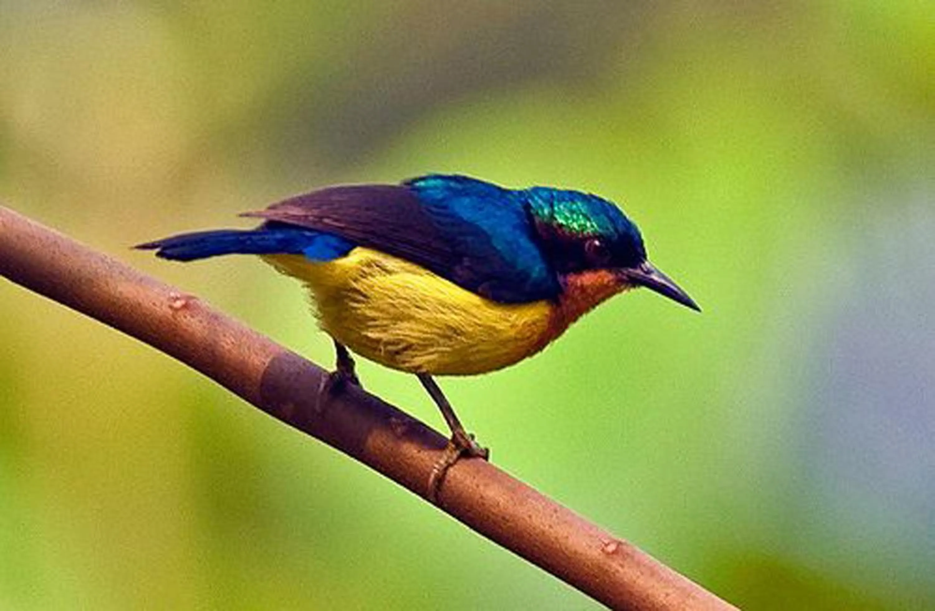 Activities in Landmark Forest Park