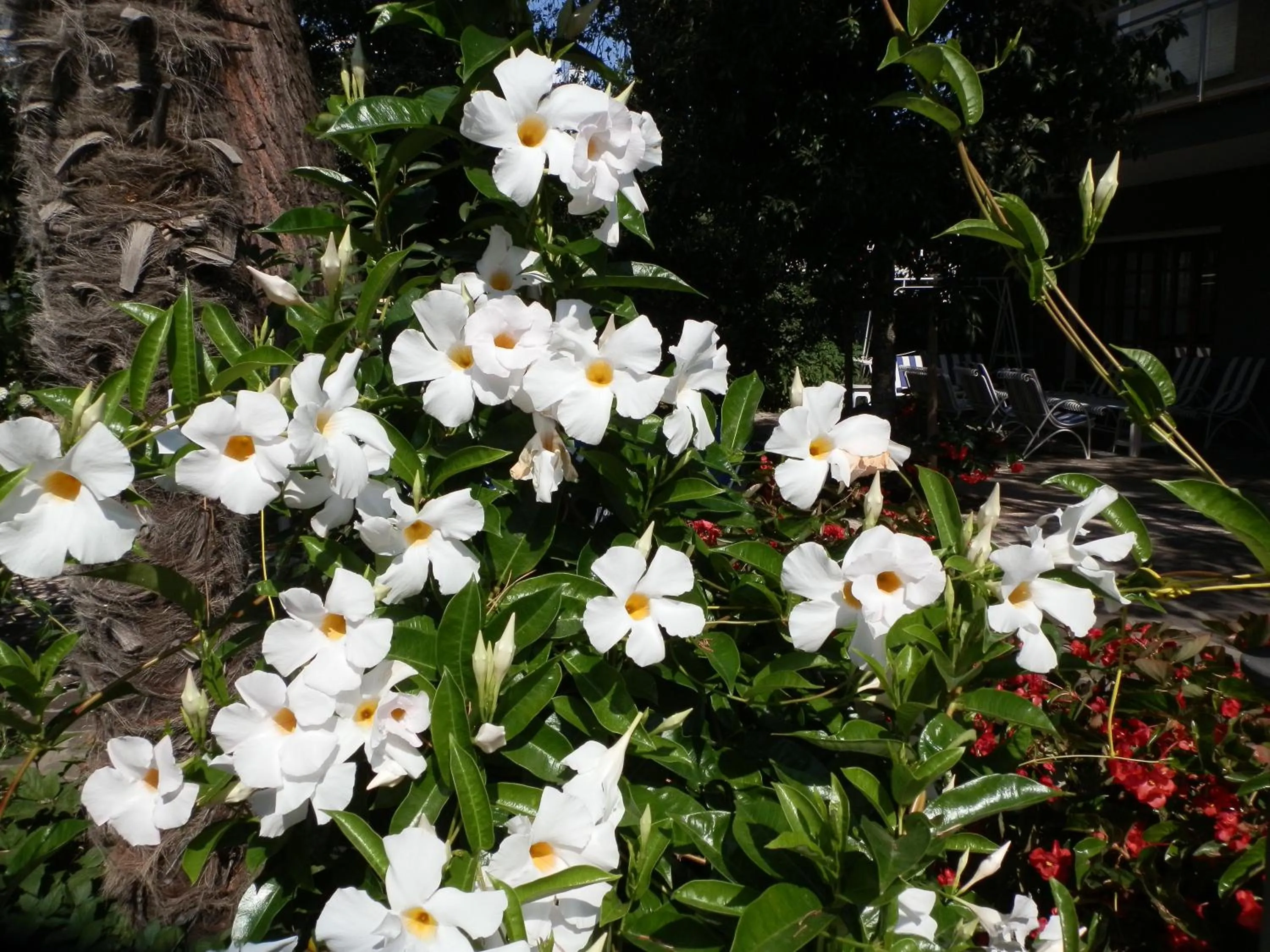 Garden in Hotel Nautic B&B
