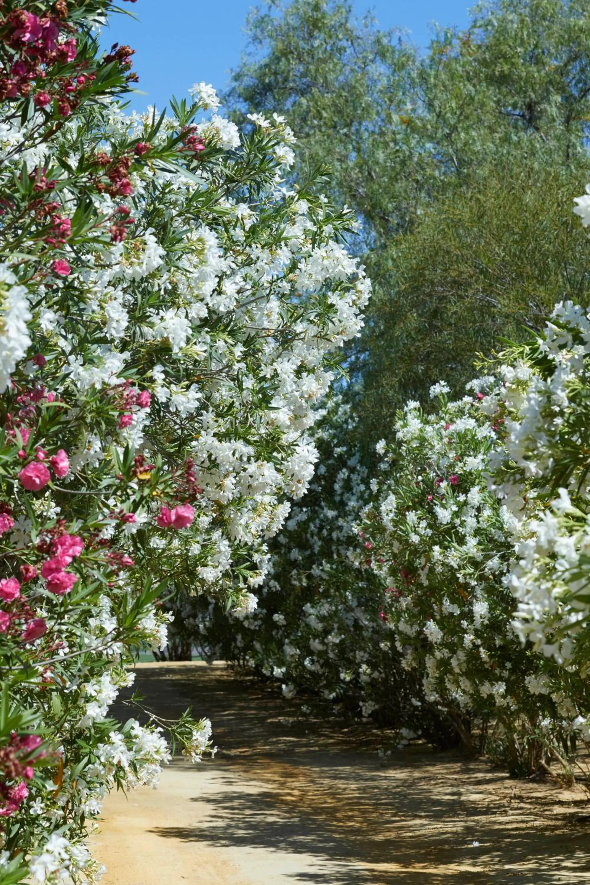 View (from property/room) in Hacienda de San Rafael