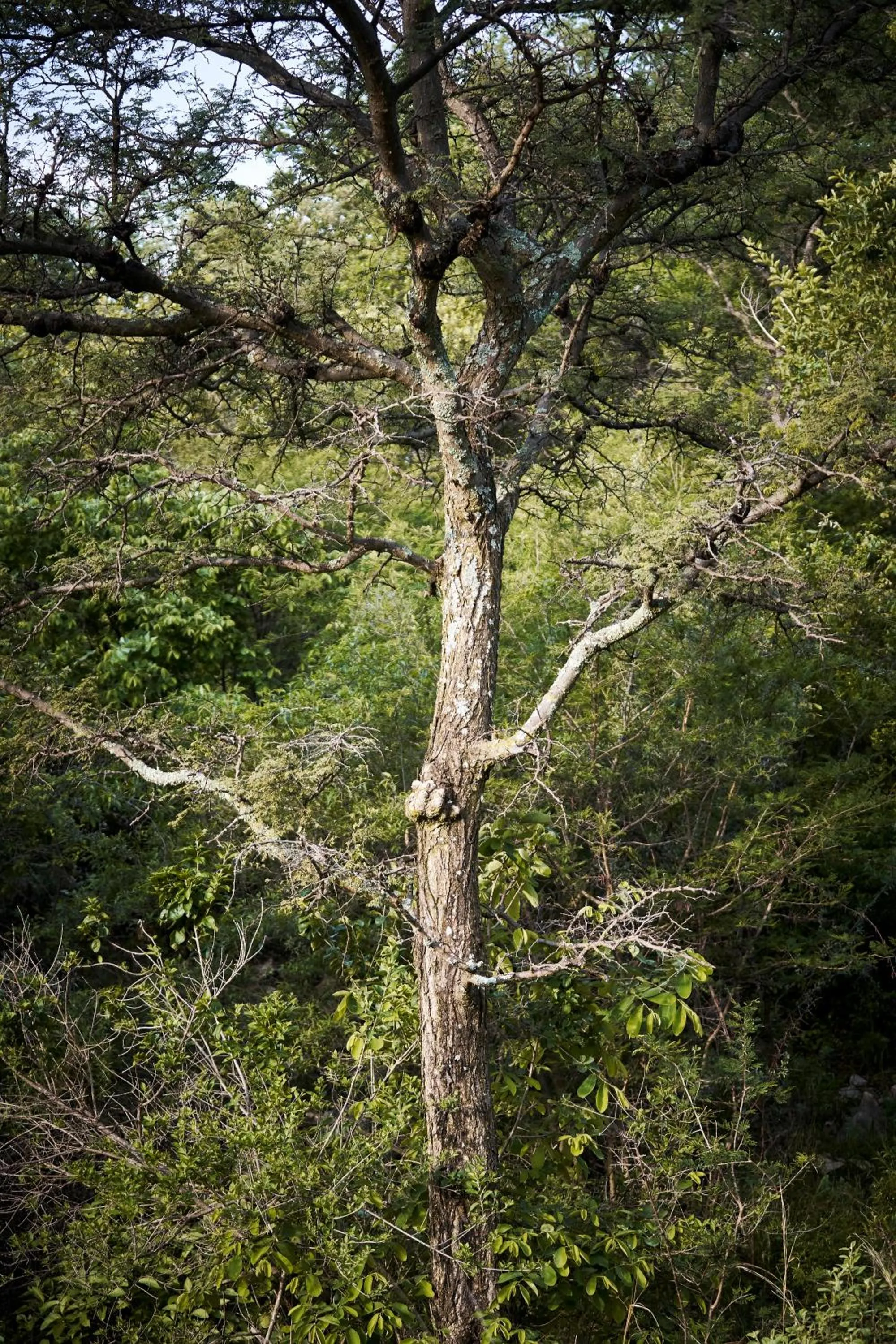 Natural landscape in Letamo at Qwabi Private Game Reserve by NEWMARK