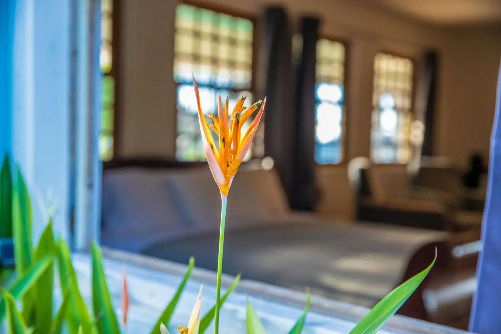 Garden, Bed in Quill Gardens Boutique Hotel Garden, Bed in Quill Gardens Boutique Hotel