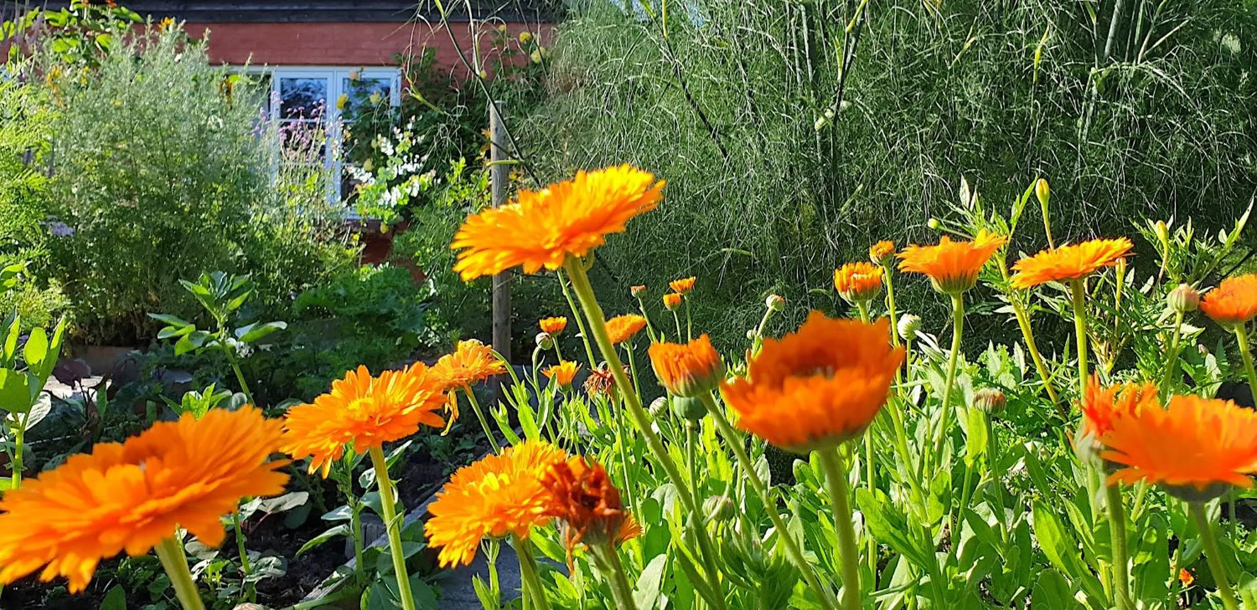 Garden in Farmors Hus
