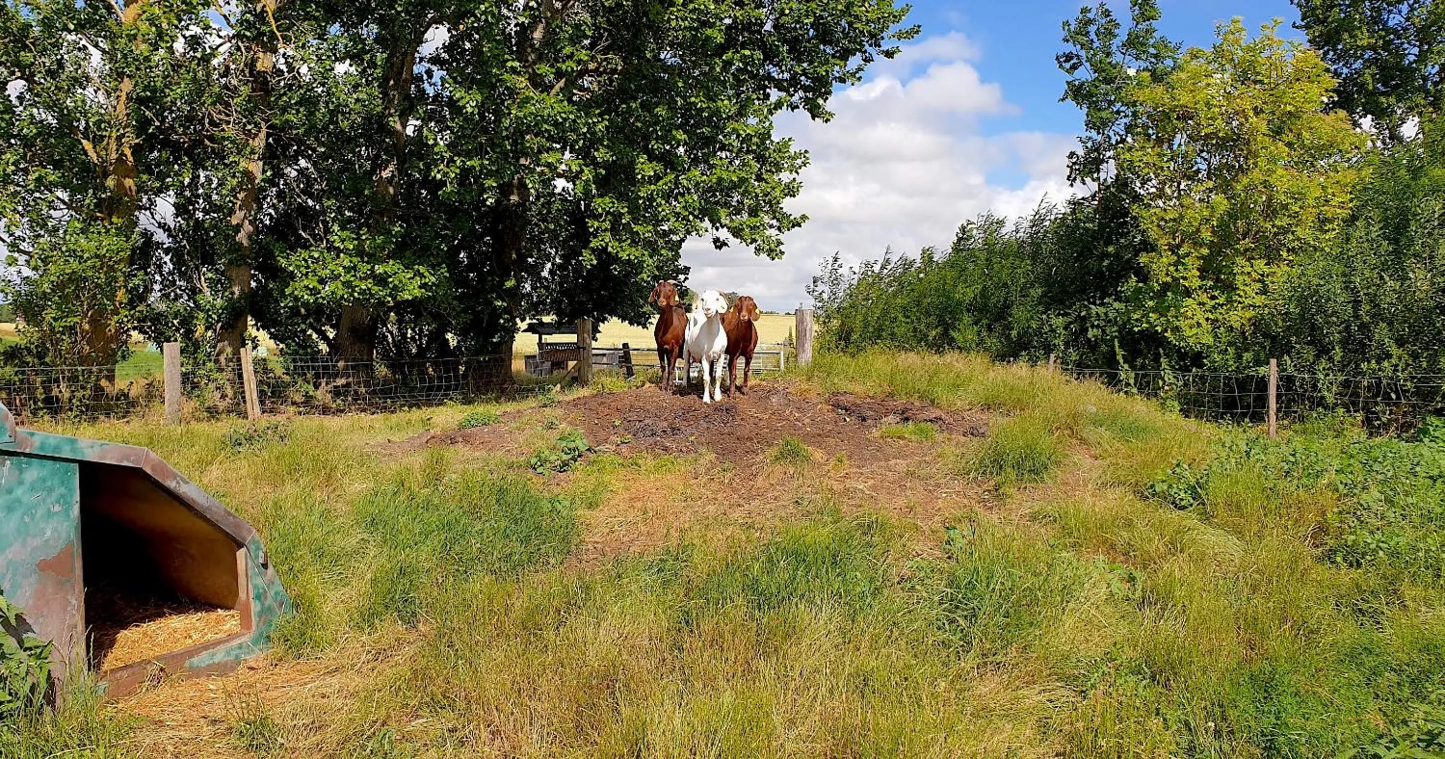 Animals in Farmors Hus