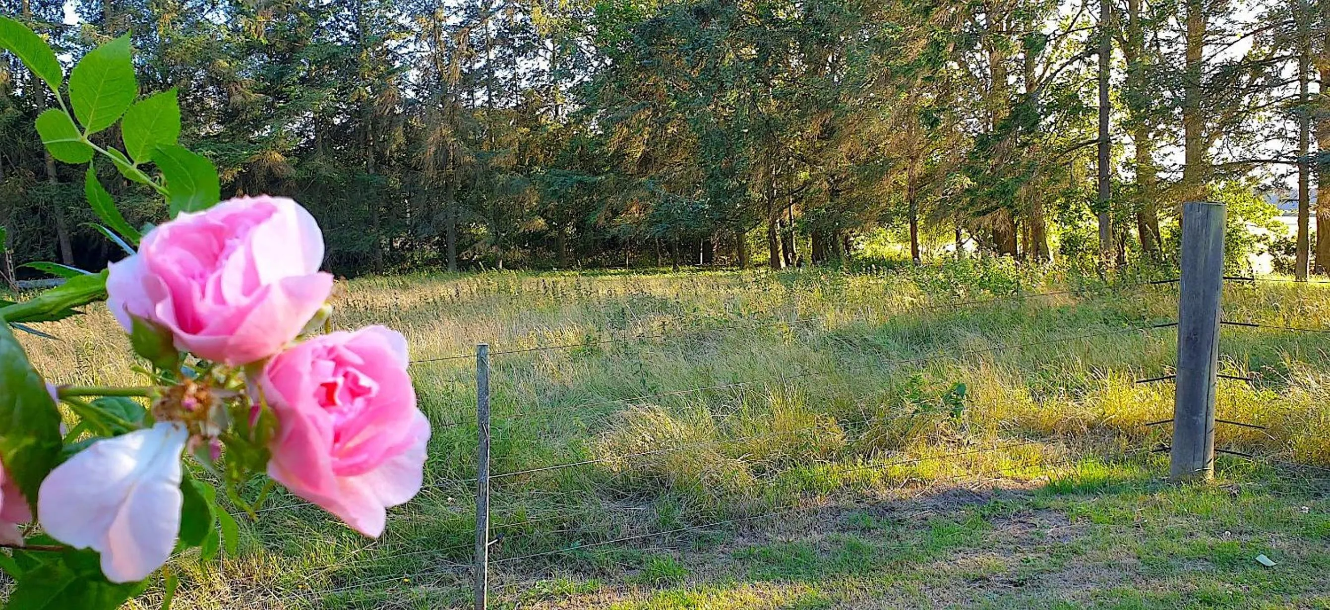 Natural landscape in Farmors Hus
