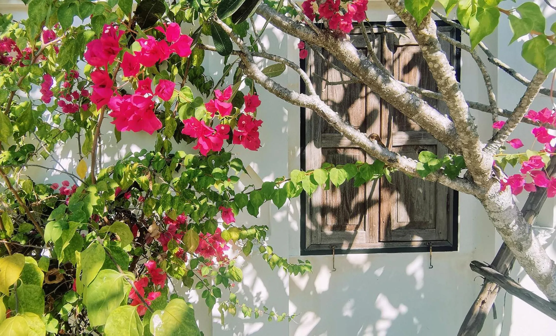 Garden in Rice Villa Chiang Mai