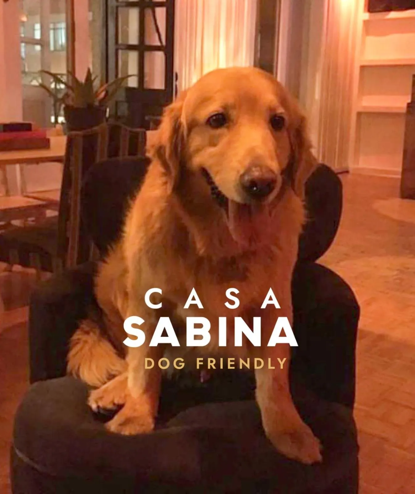 Pets in Casa Sabina Down Town Mexico City