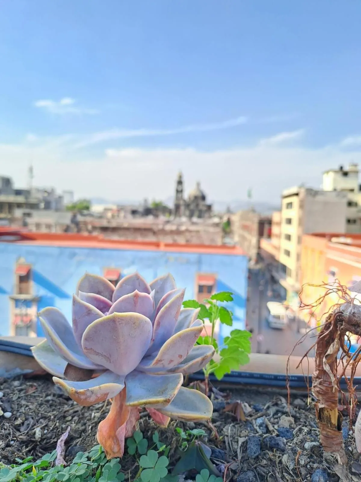 View (from property/room) in Casa Sabina Down Town Mexico City