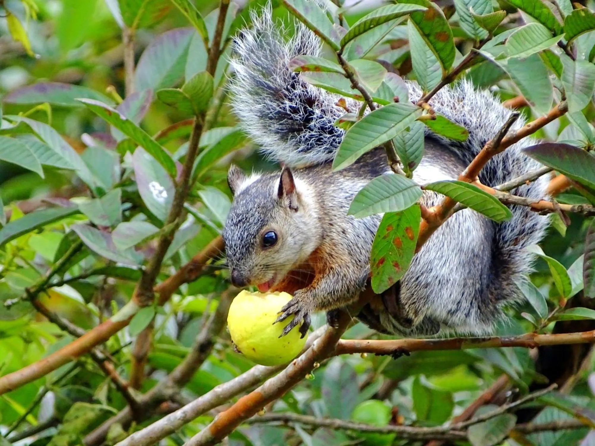 Miztli Lodge & Adventure