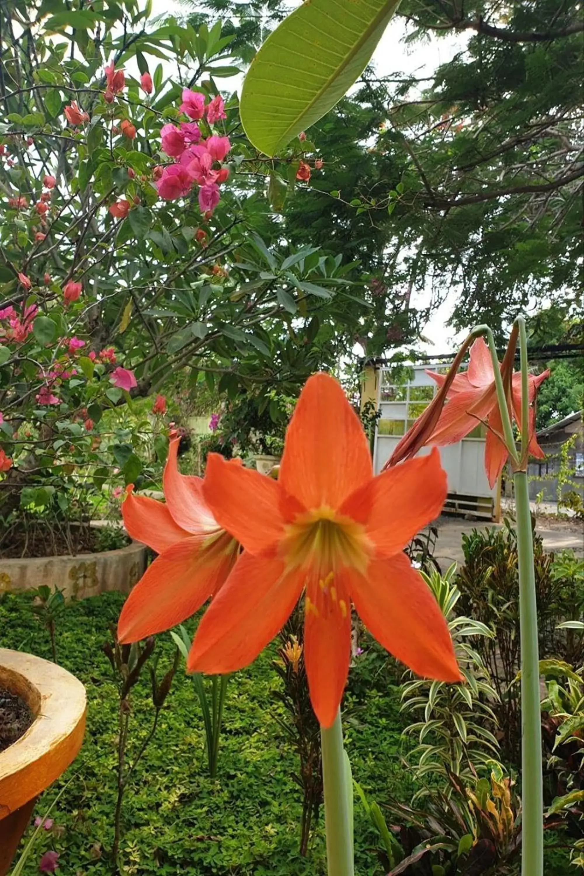 Garden view in Hanbee's Resort Garden view in Hanbee's Resort