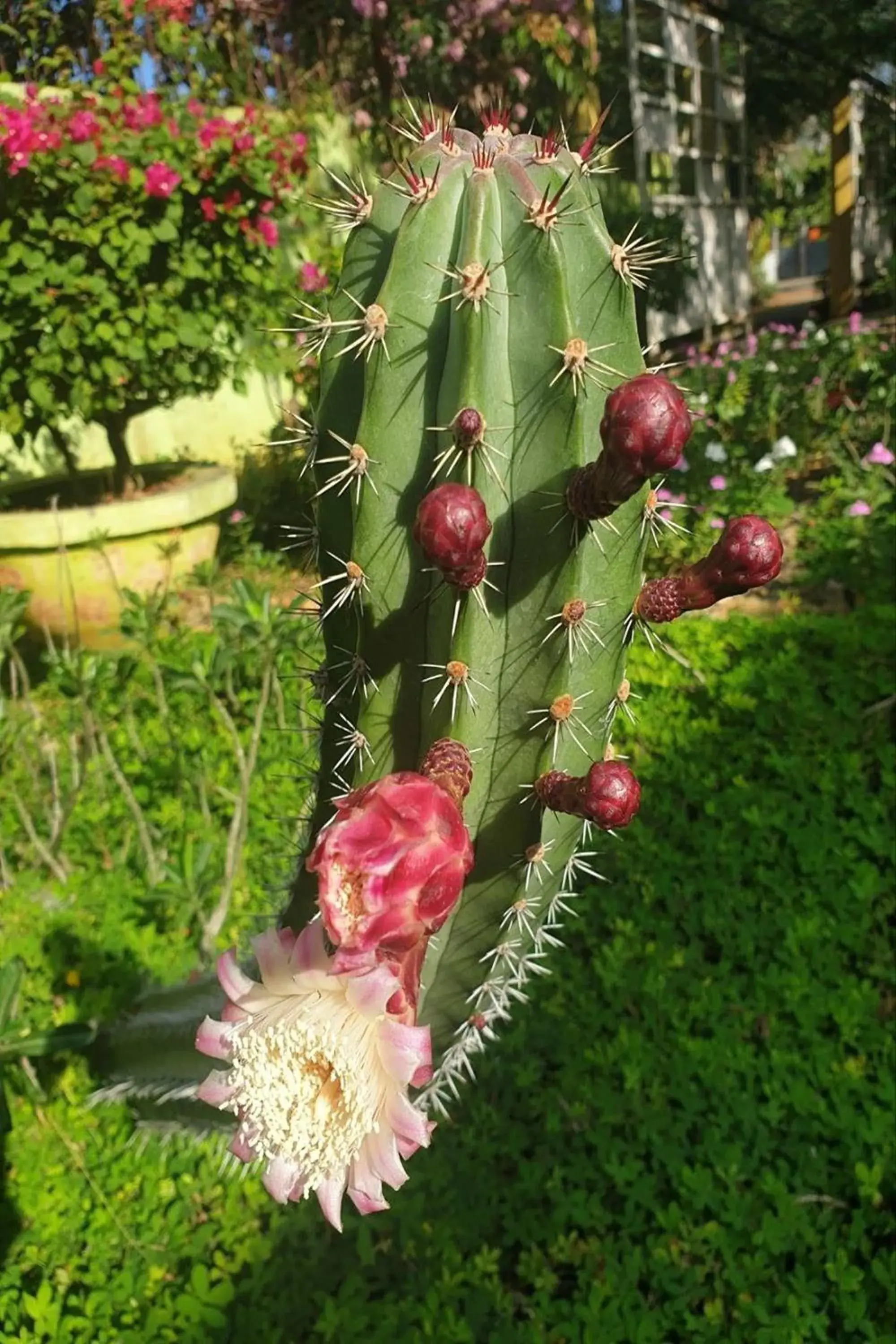 Garden view in Hanbee's Resort Garden view in Hanbee's Resort