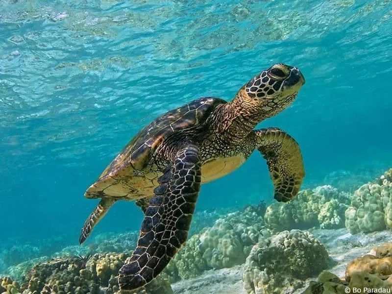 Snorkeling in OK2 Mamajim Bungalows