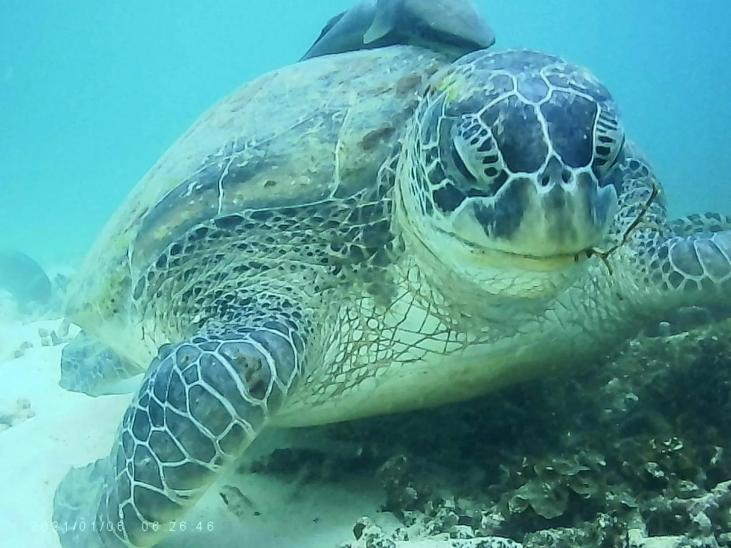 Snorkeling in OK2 Mamajim Bungalows