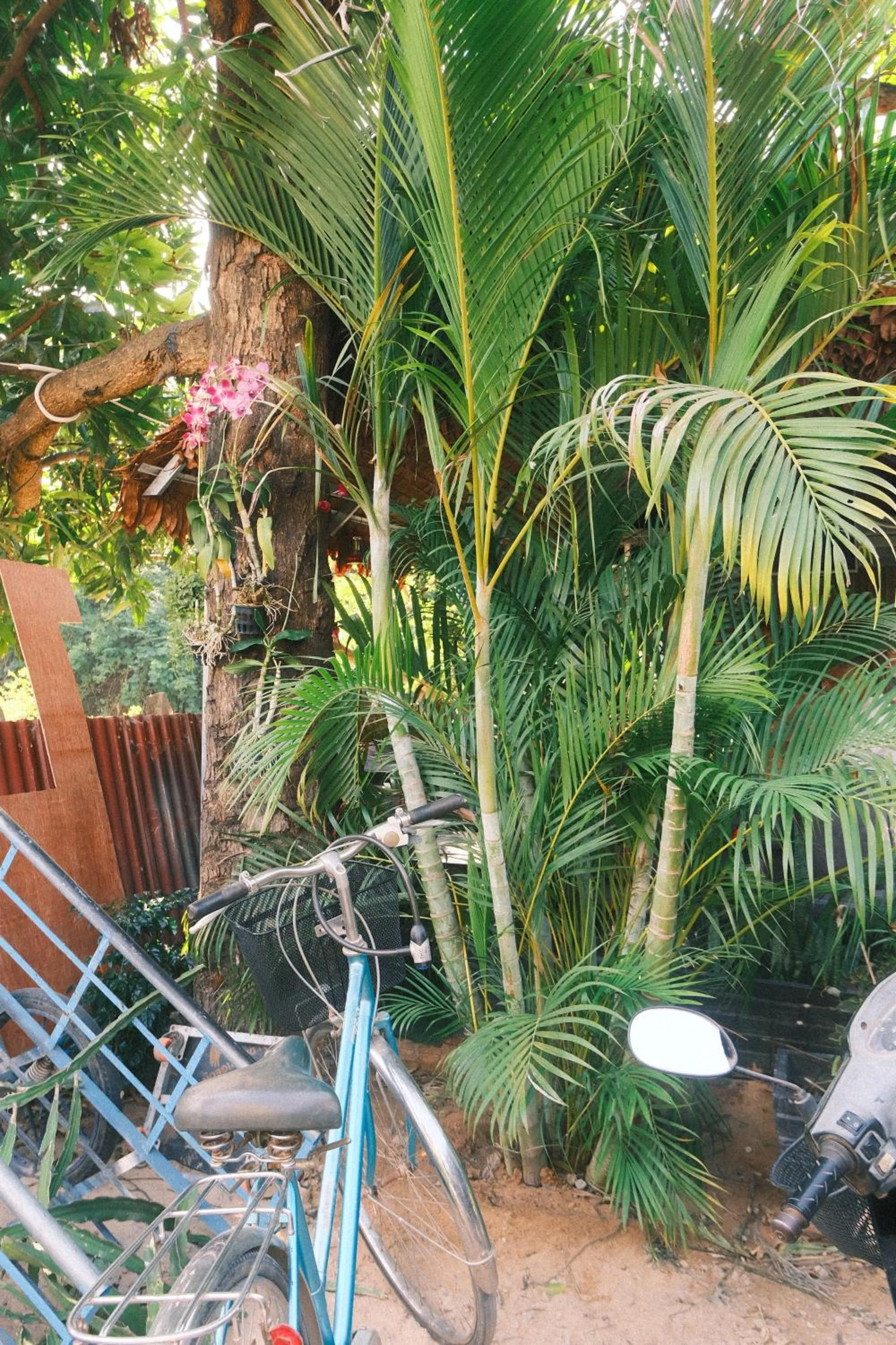 Natural landscape in Siem Reap Homesteading II