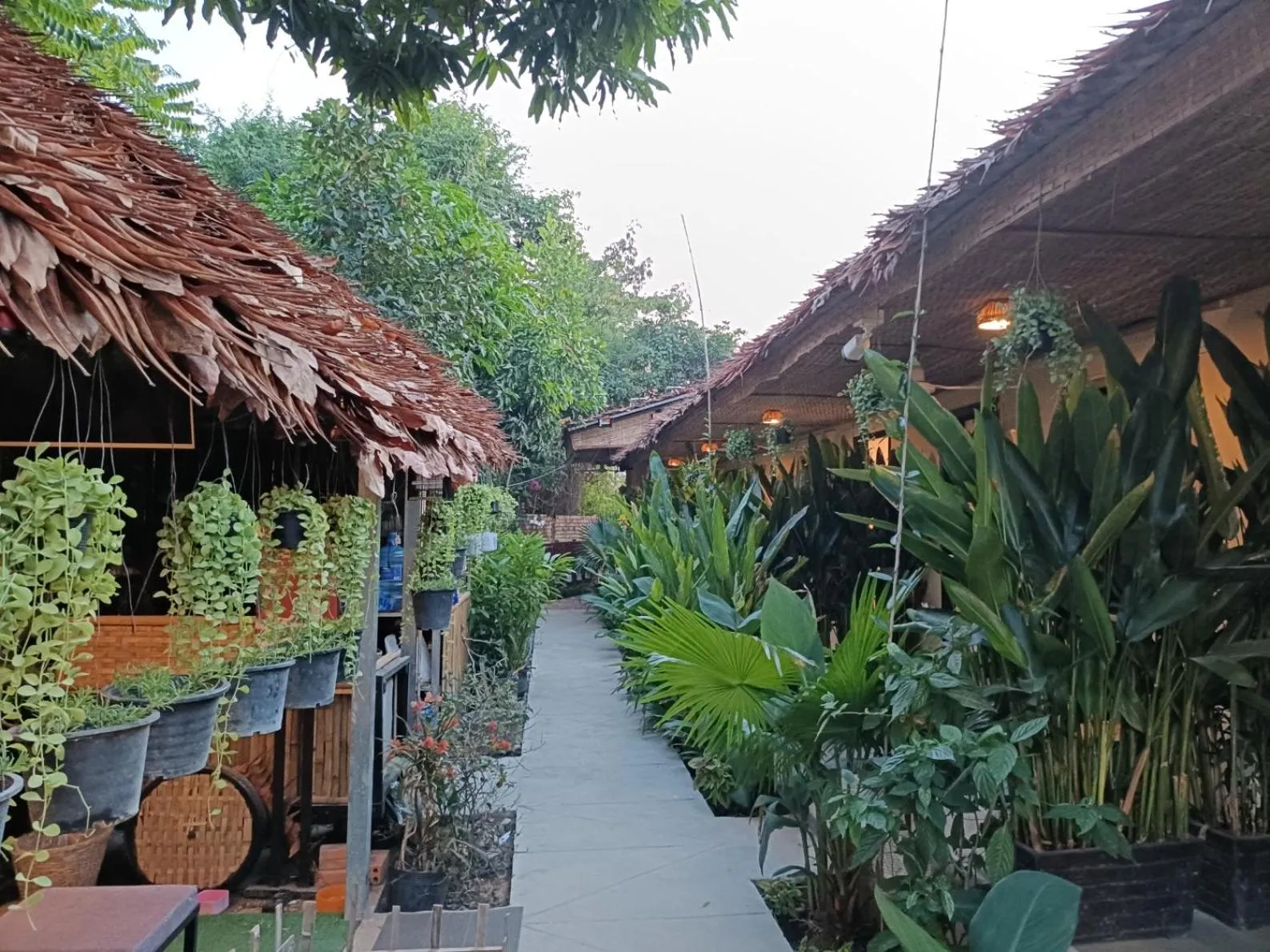 Garden in Siem Reap Homesteading II