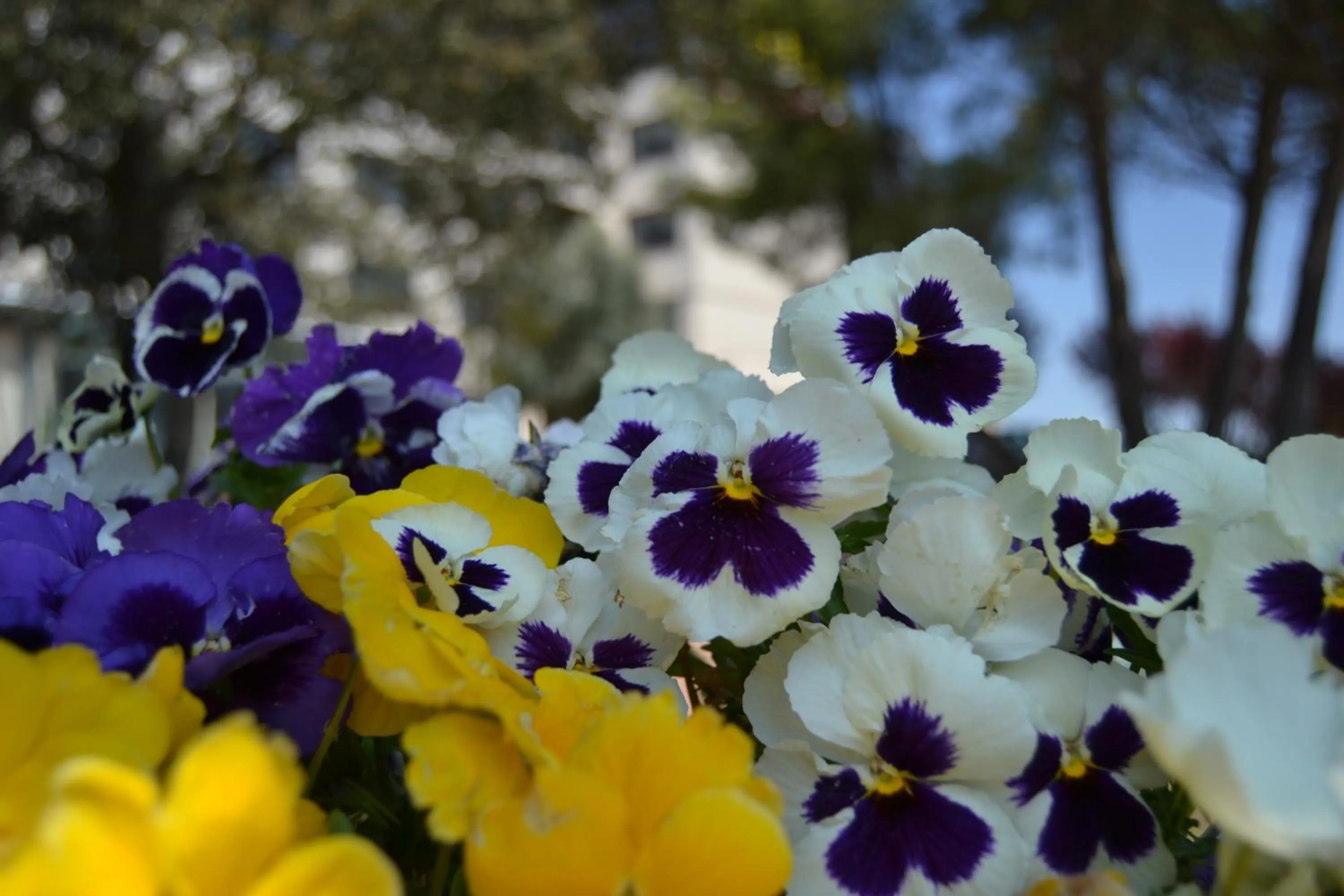 Hospedium Hotel Europa Centro