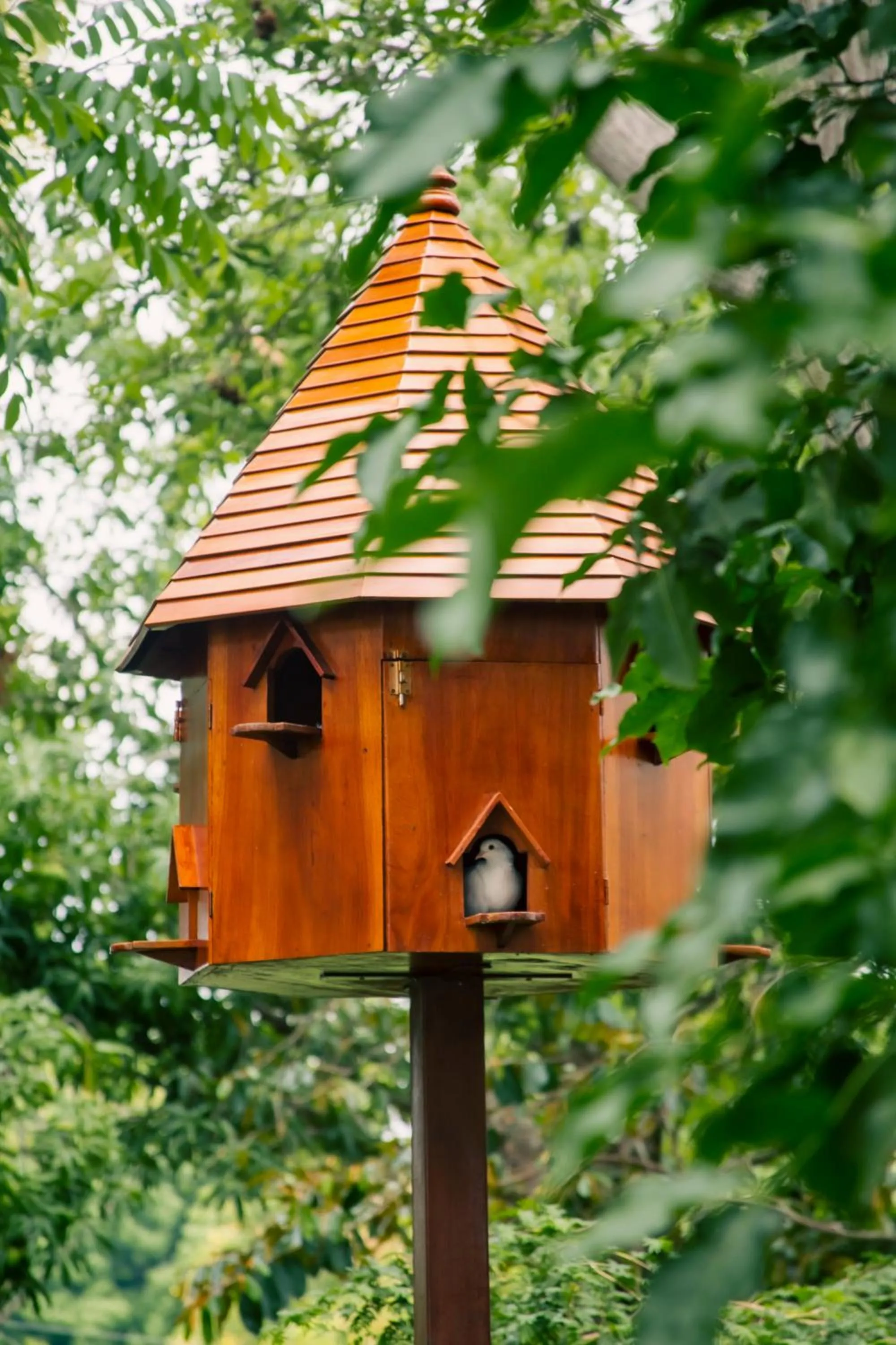 Animals in El Guayacán