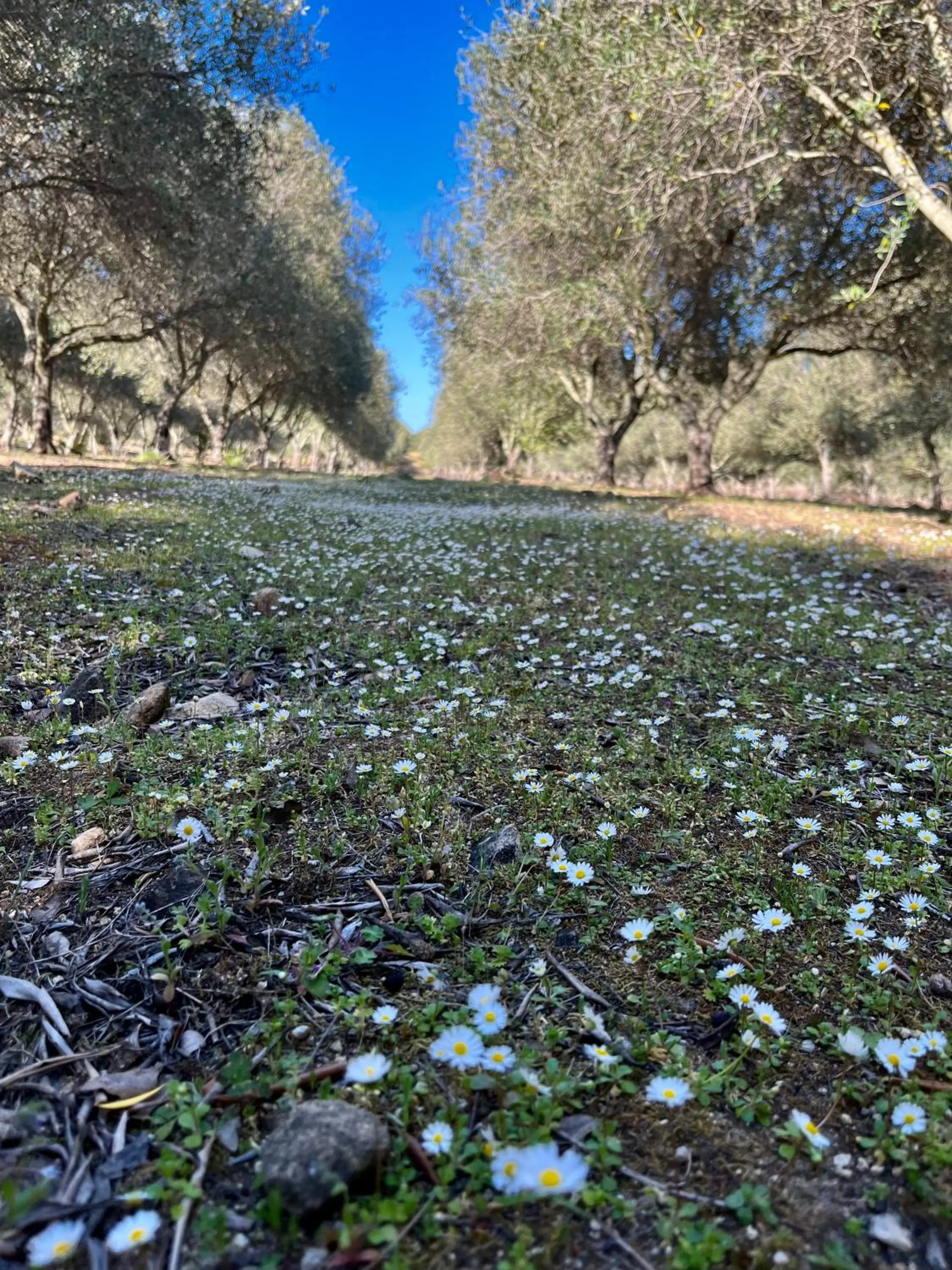 Spring in Domaine du Reginu