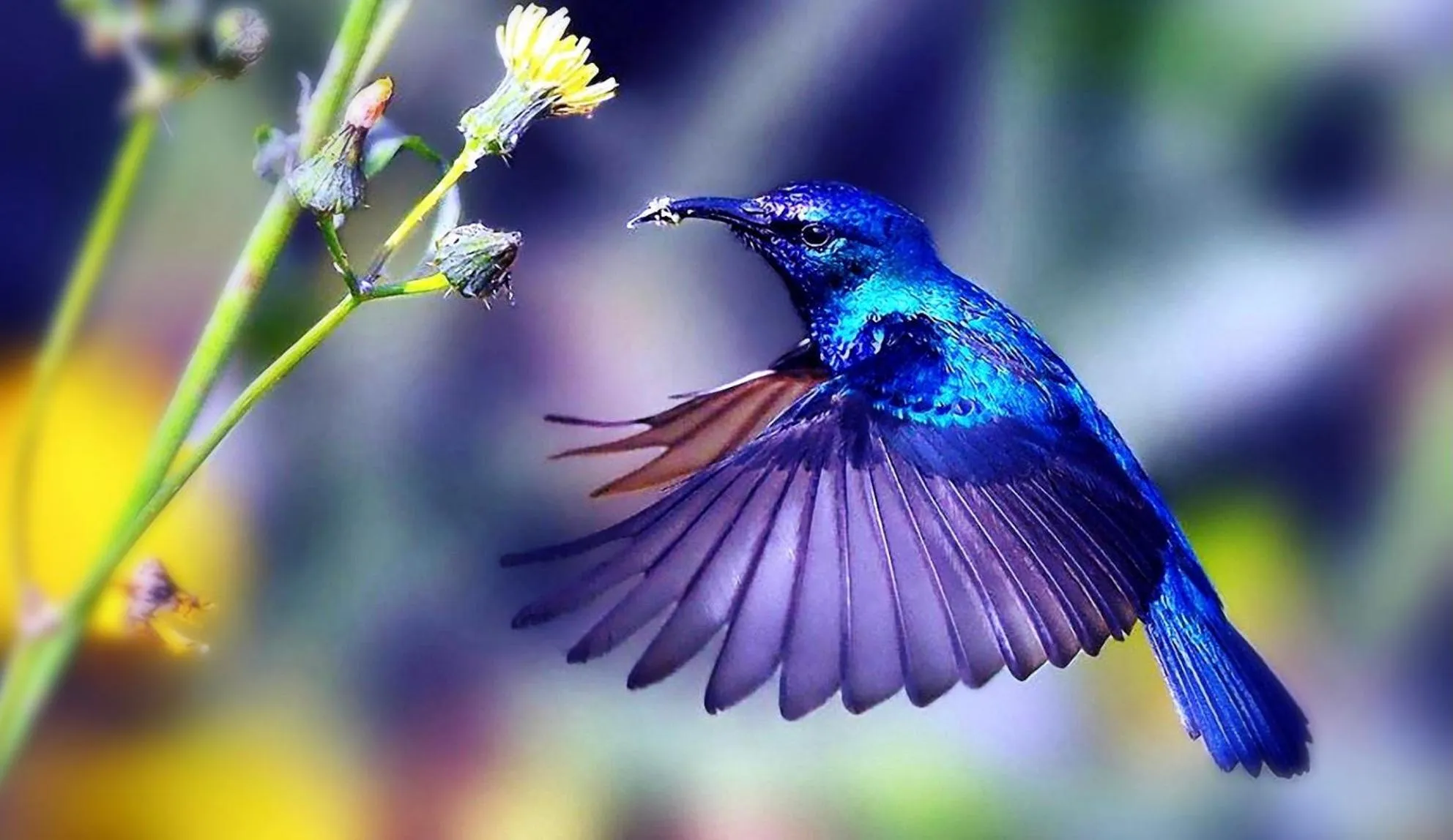 Hummingbird Retreat - Luxury Oceanview Apt, 7-Minute Walk to Beach