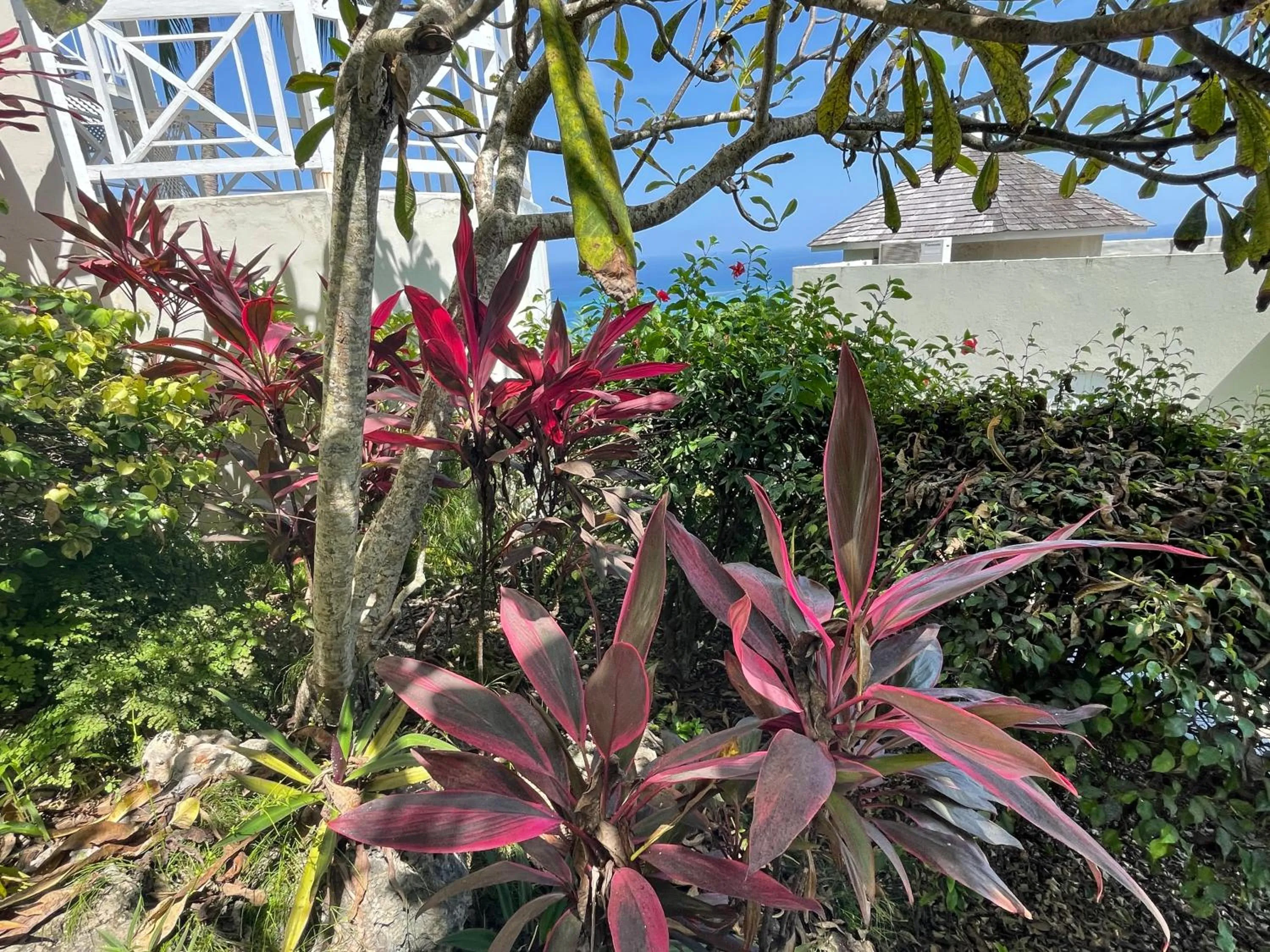 Natural landscape in Hummingbird Retreat - Luxury Oceanview Apt, 7-Minute Walk to Beach