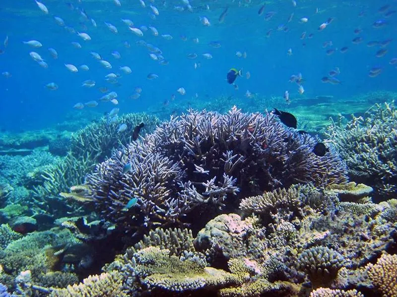 Snorkeling in TravelRim Maldives