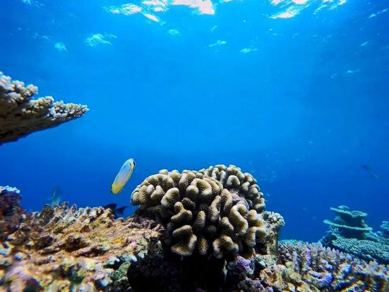 Snorkeling in TravelRim Maldives