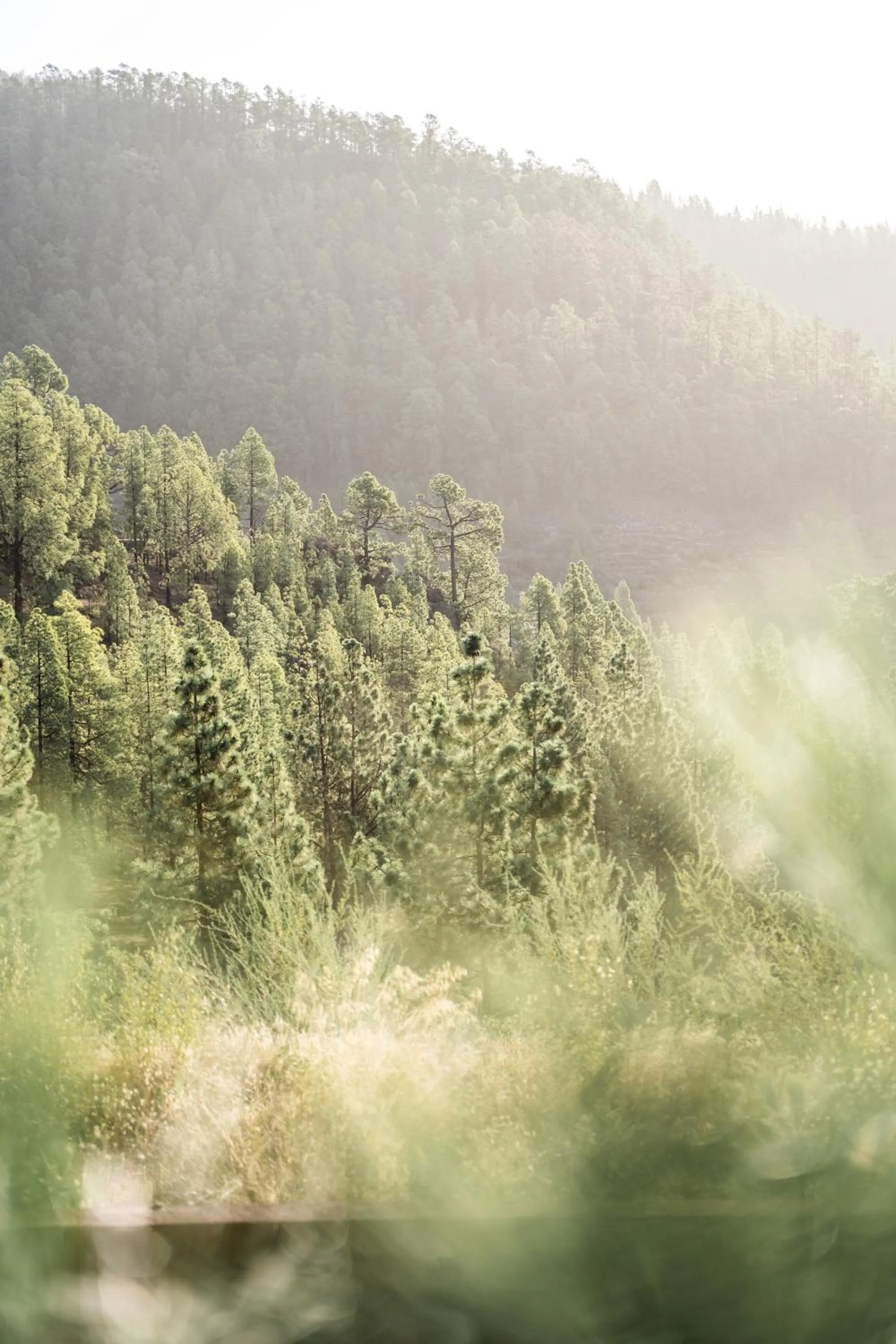 Natural landscape in Hotel Spa Villalba