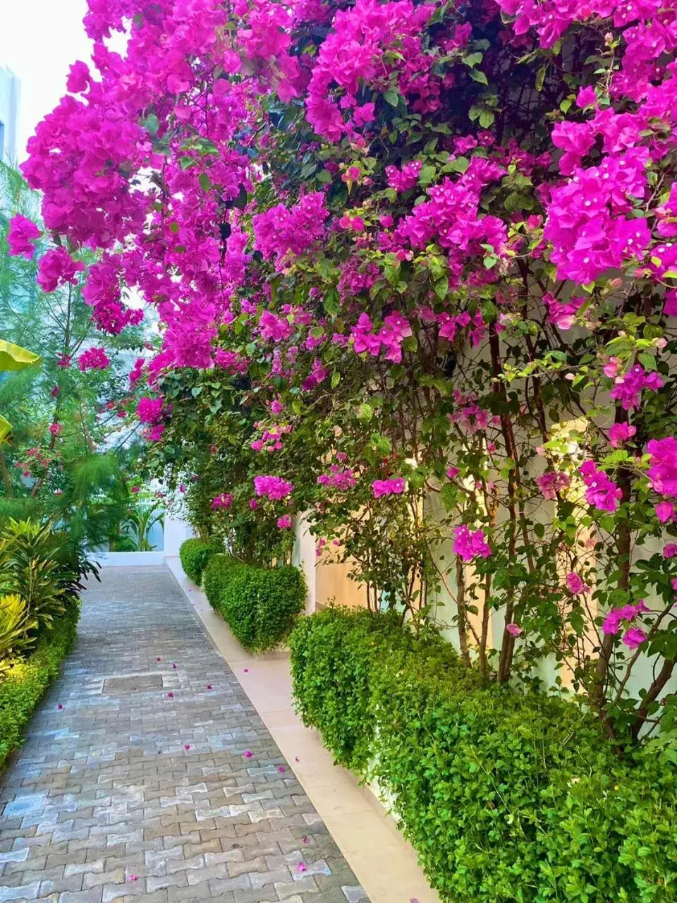 Garden view in The Lead Hotel Garden view in The Lead Hotel