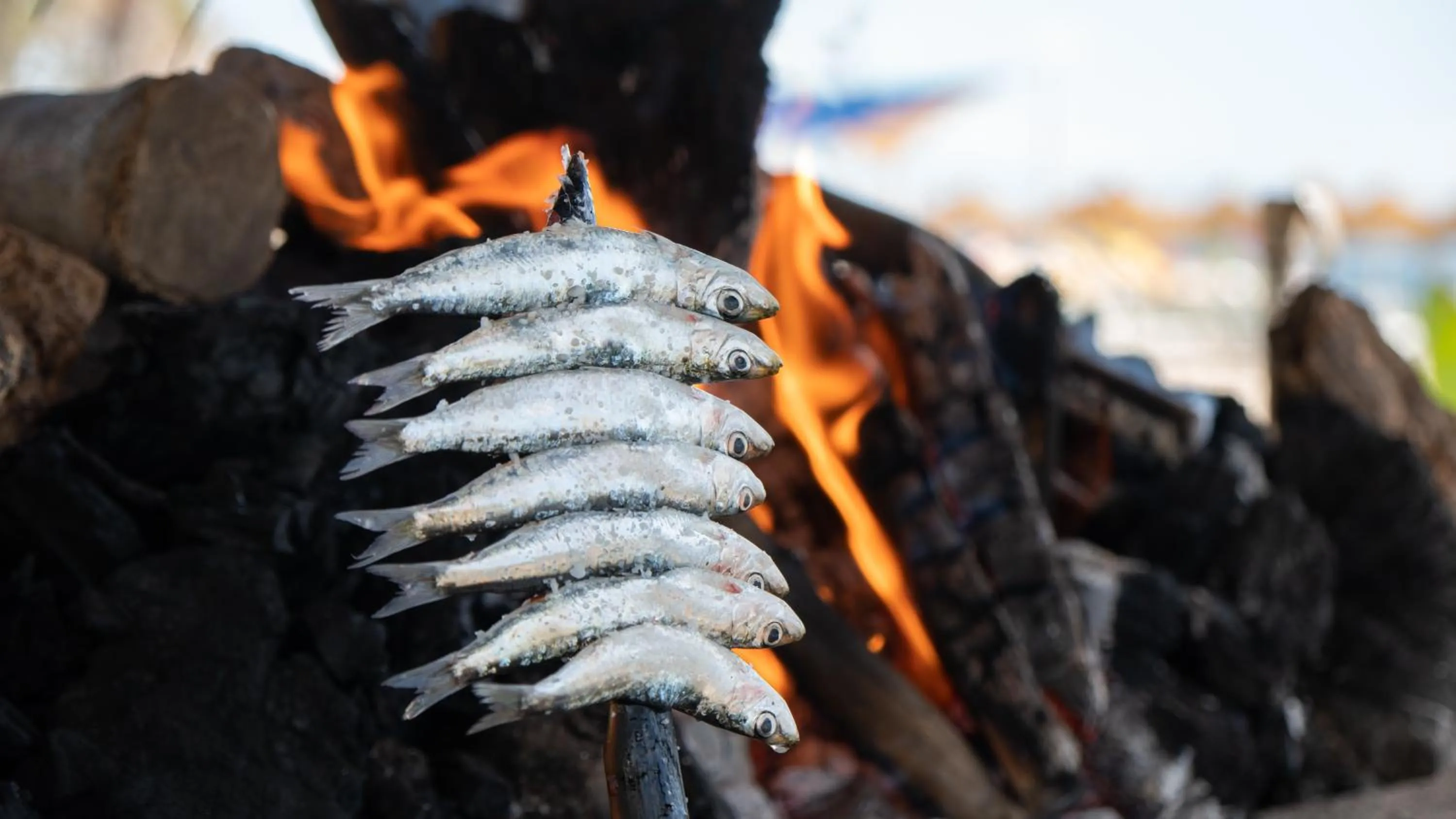 Food in Hotel MS Tropicana Costa del Sol