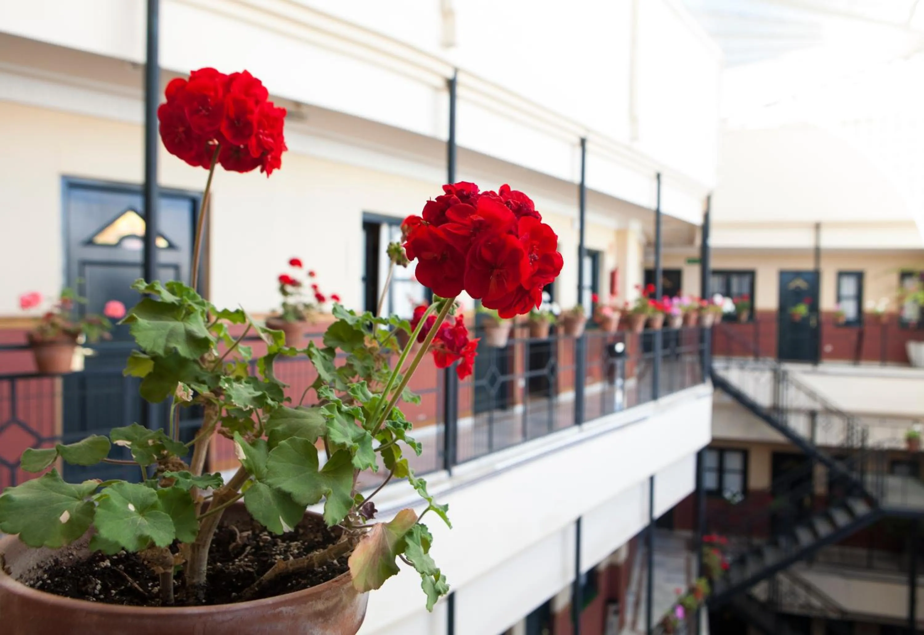 Balcony/Terrace in Hotel Cervantes