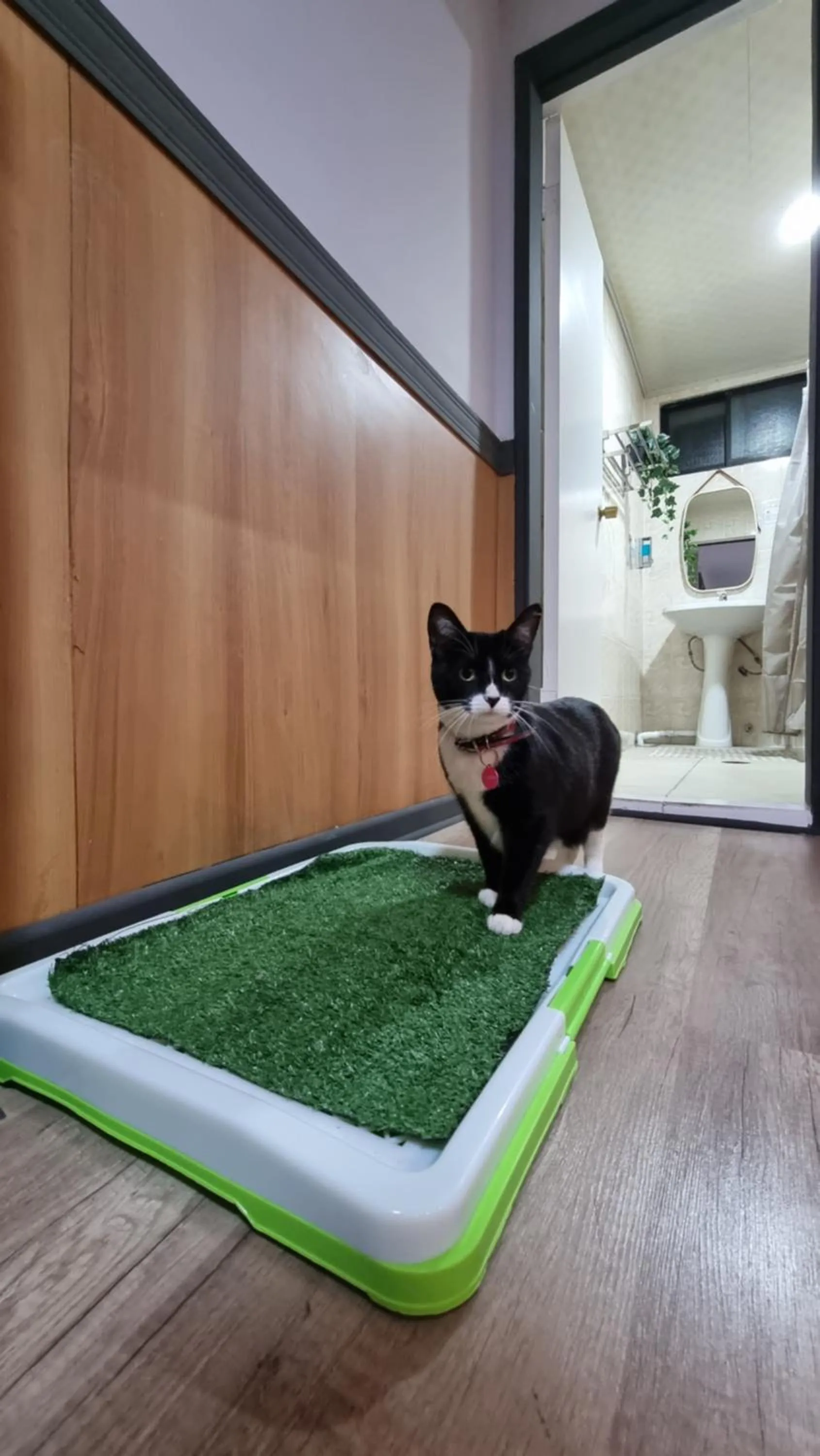 Animals in Hotel Asturias