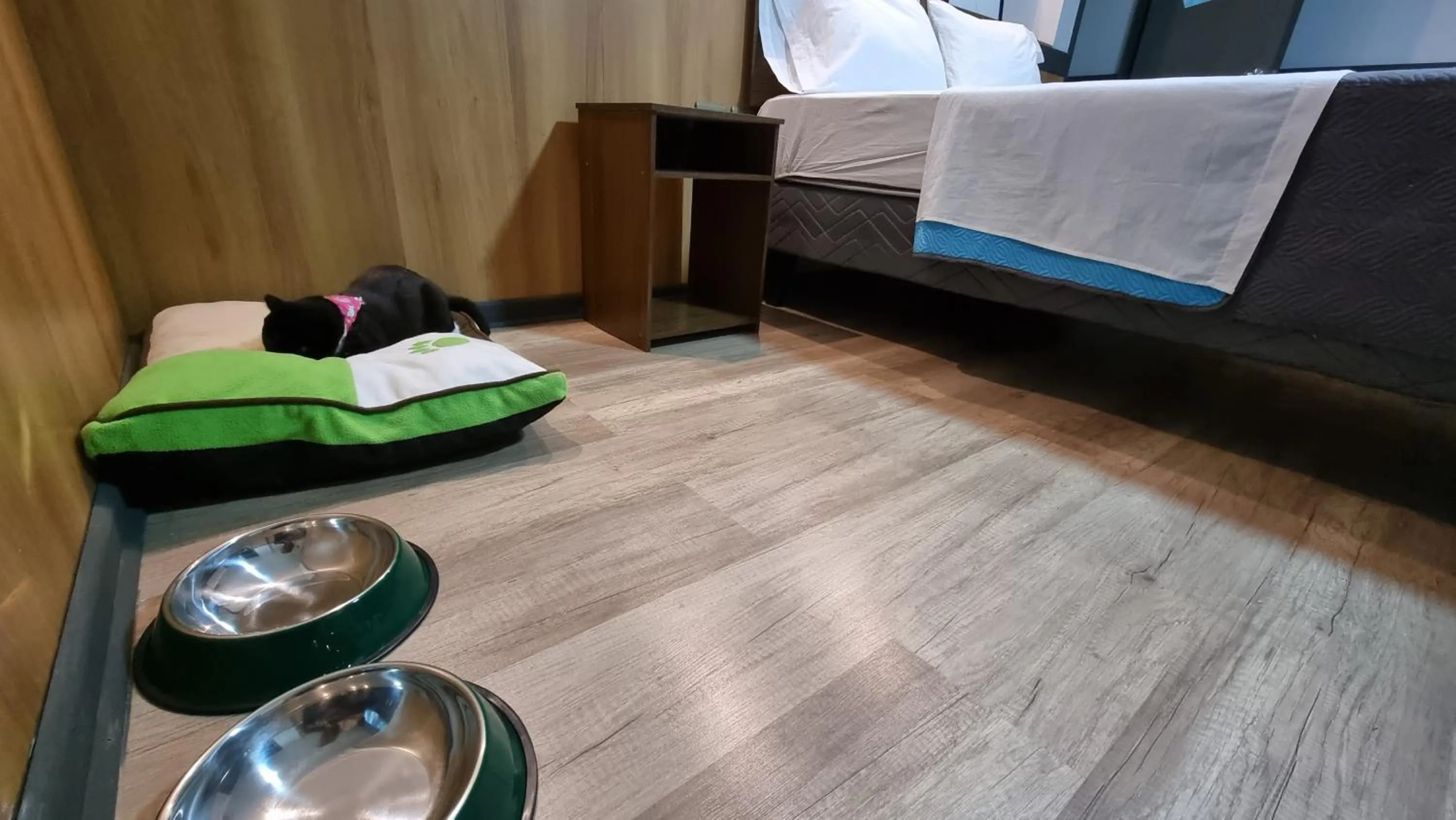 Animals, Bed in Hotel Asturias