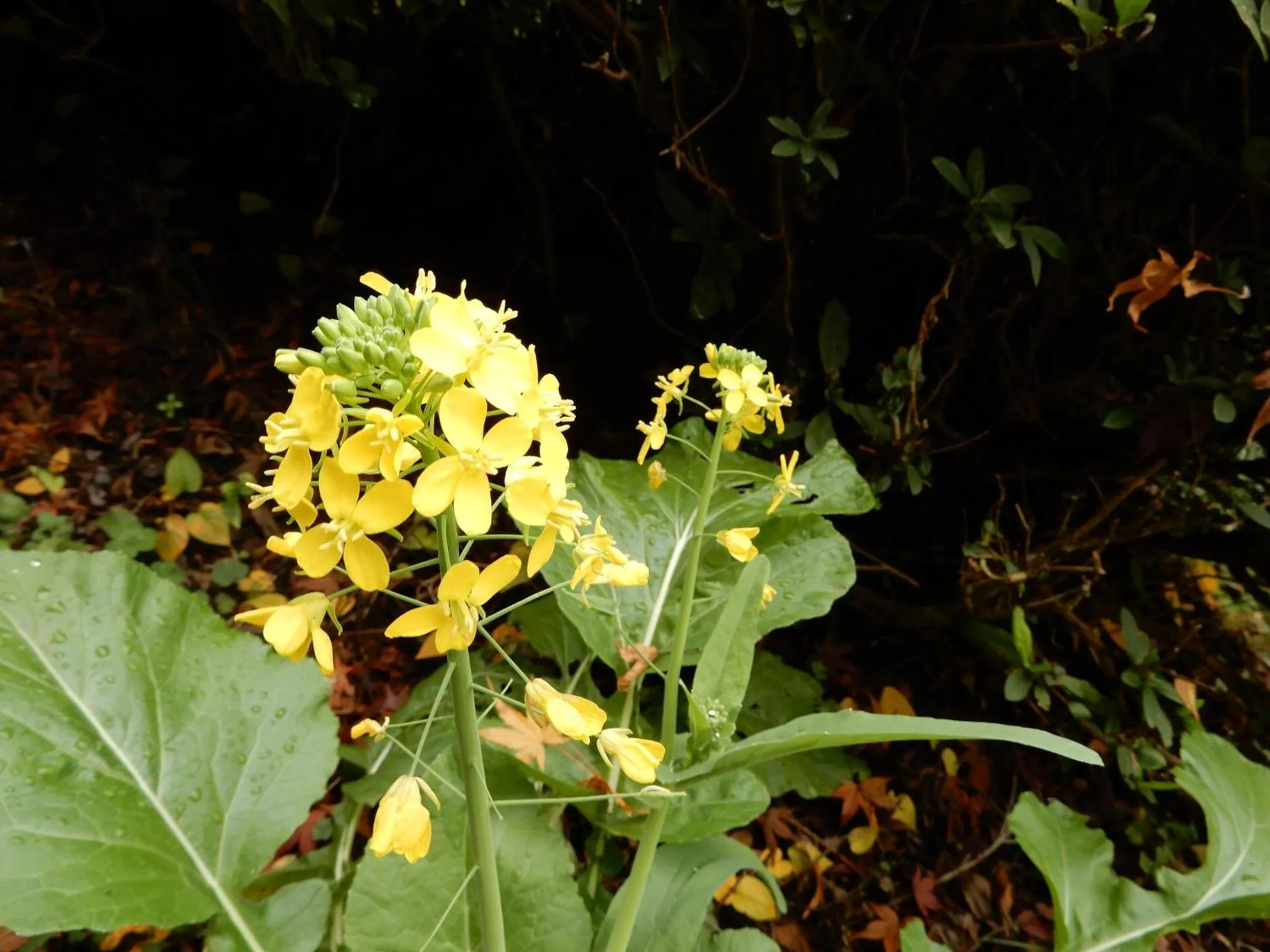 Natural landscape in Kyukamura Setouchi-Toyo