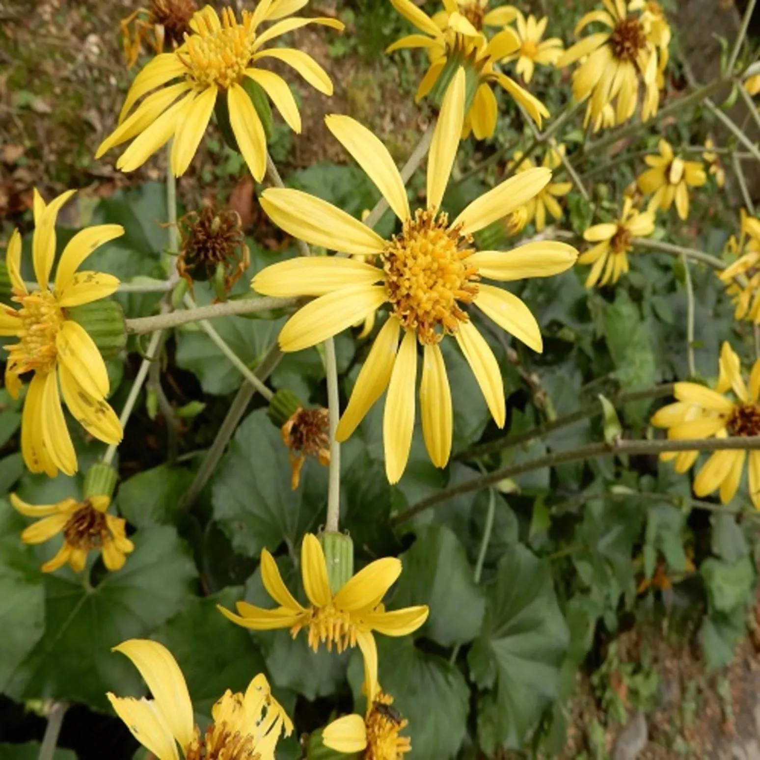 Garden in Kyukamura Setouchi-Toyo