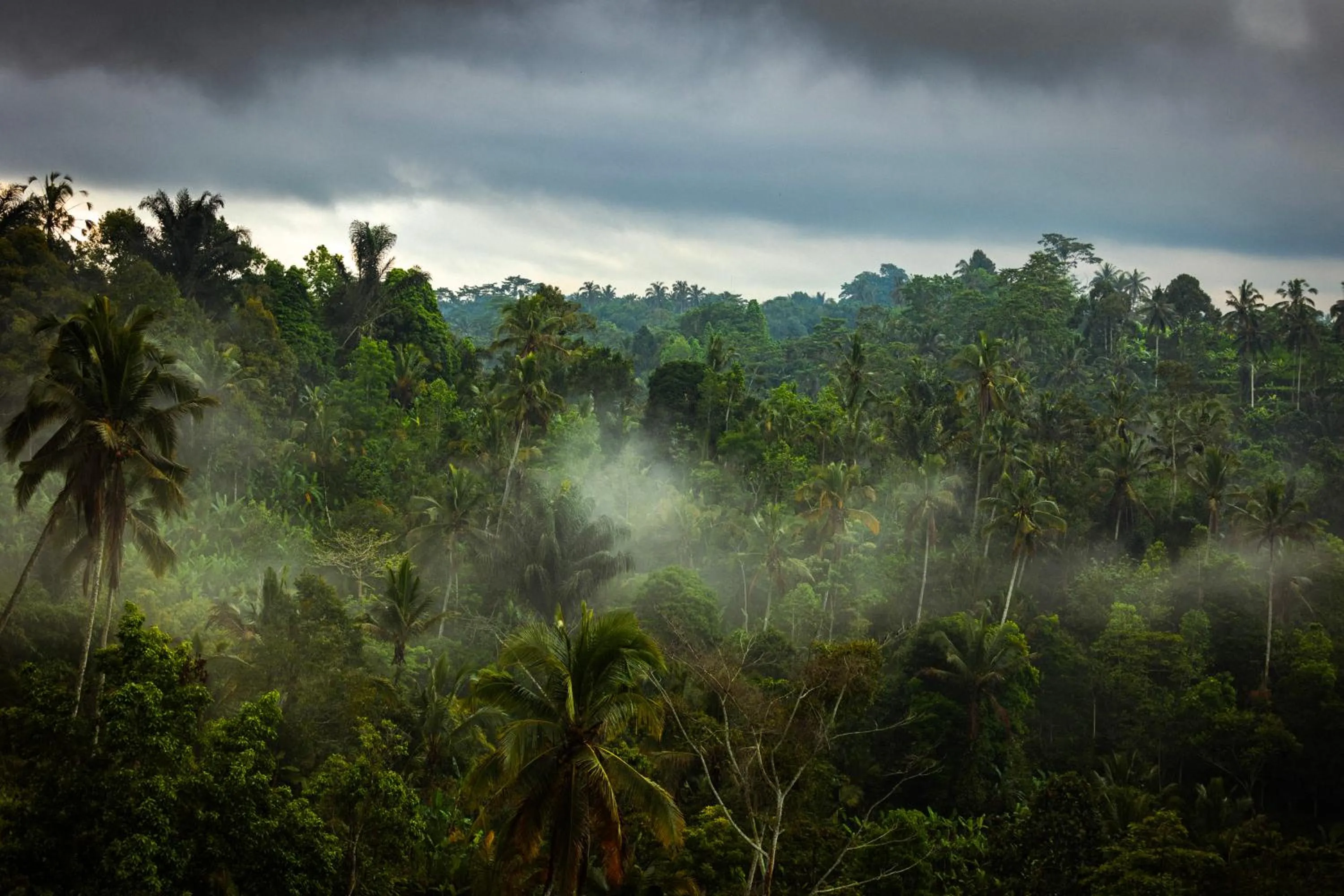 View (from property/room) in Anantara Ubud Bali Resort